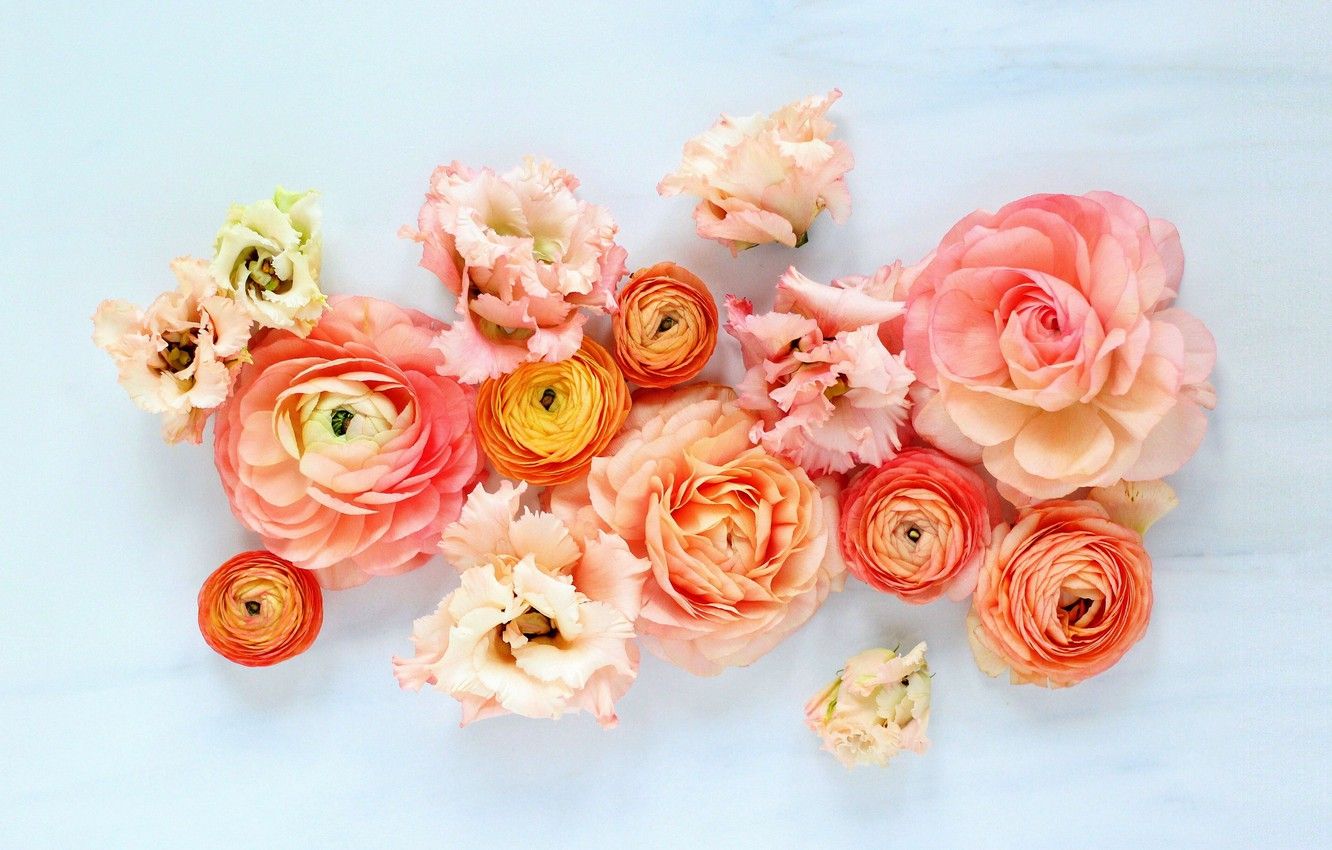 Ranunculus Wallpapers - 4k, HD Ranunculus Backgrounds on WallpaperBat