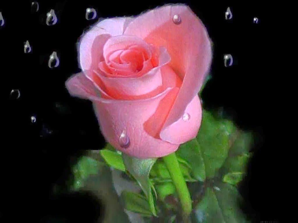 1024x768 Most Beautiful Pink Love Roses Flowers Online Delivery - Pink Love on WallpaperBat