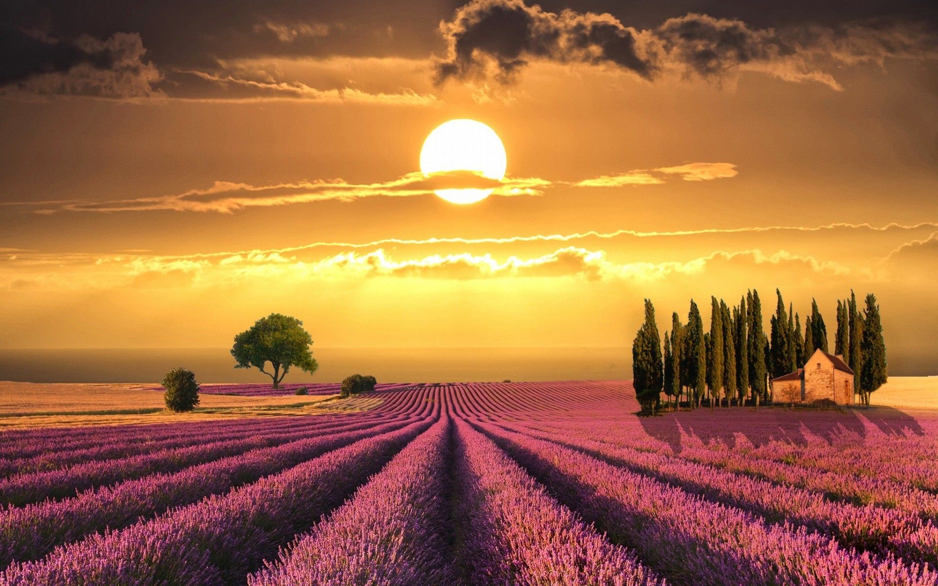 1920x1200 Sunset over Lavender fields in Tuscany Wallpaper free desktop ... Wallpaper