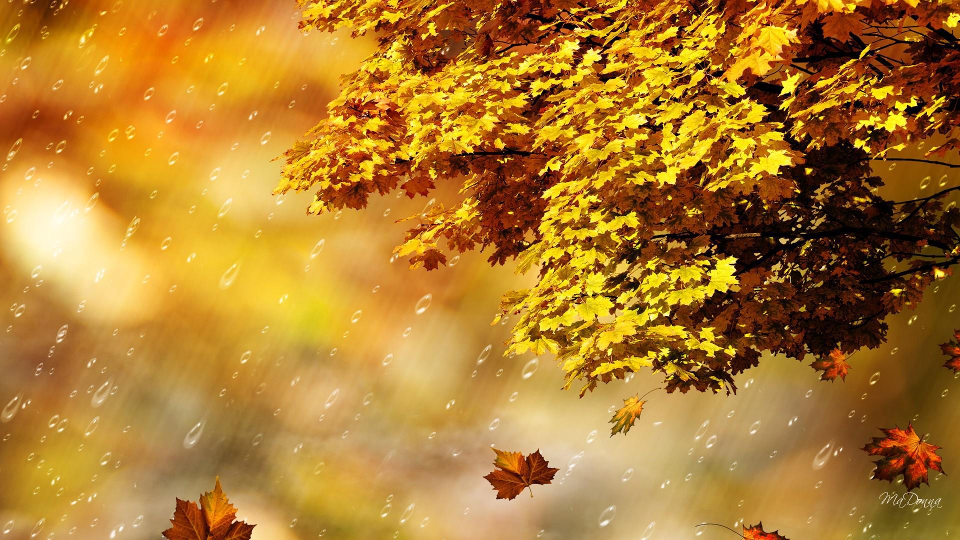 Autumn Rain Wallpapers - 4k, HD Autumn Rain Backgrounds on WallpaperBat