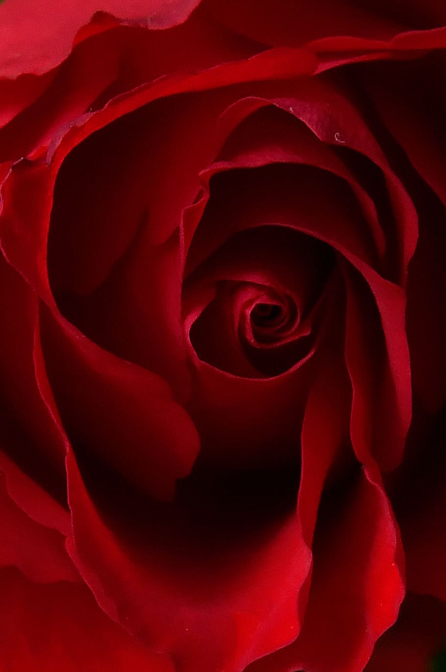 910x1369 rose, rose petals, red rose, romantic, love, romance, nature, pink on WallpaperBat