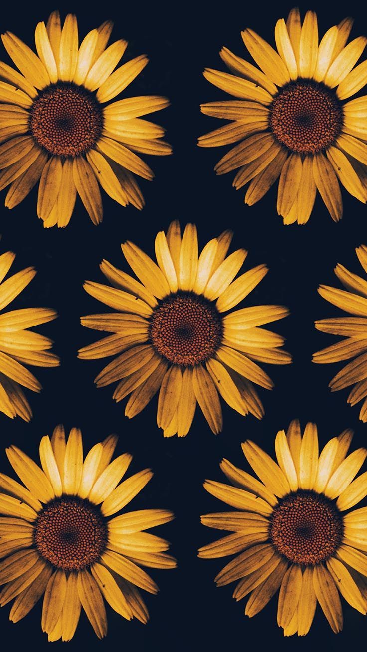 Sunflower Iphone Wallpapers 4k Hd Sunflower Iphone Backgrounds On Wallpaperbat