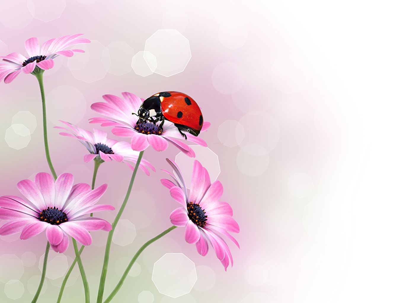 Flowers and Ladybugs Wallpapers - 4k, HD Flowers and Ladybugs