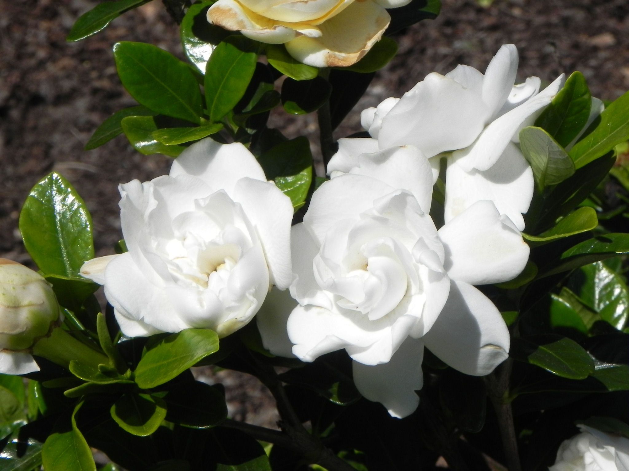 Gardenia Flower Wallpapers - 4k, HD Gardenia Flower Backgrounds on