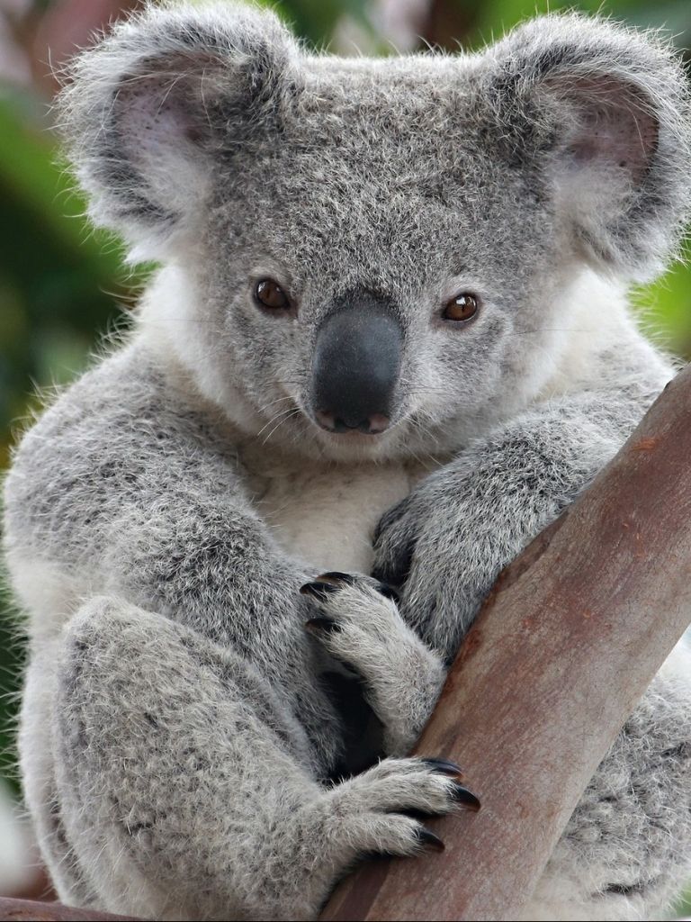 Koala Wallpapers - 4k, Hd Koala Backgrounds On Wallpaperbat