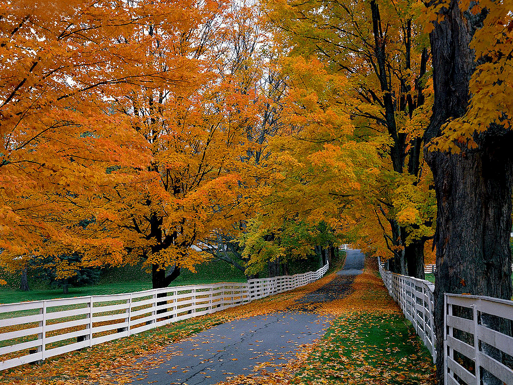 autumn-thanksgiving-wallpapers-4k-hd-autumn-thanksgiving-backgrounds