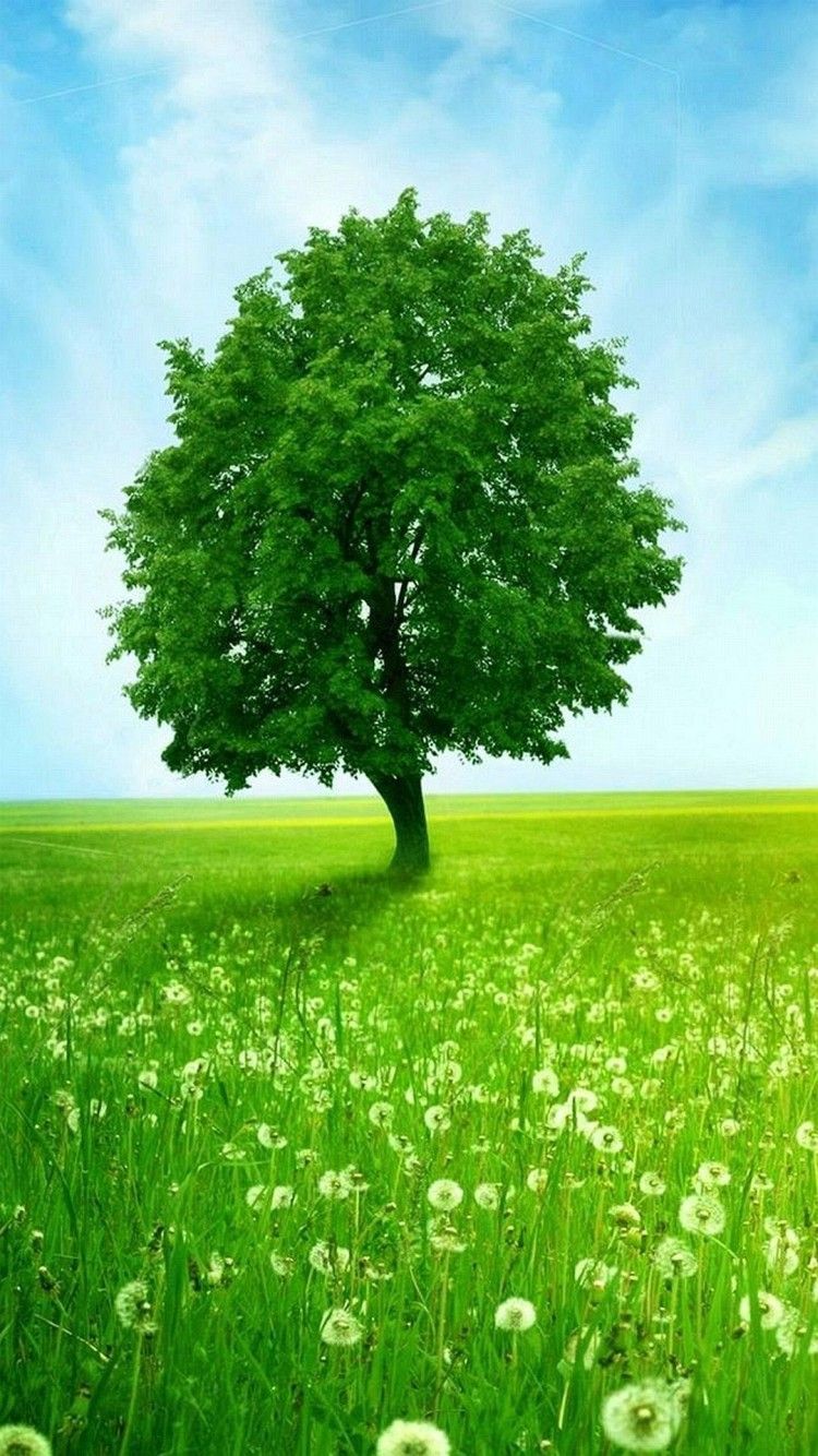 Green Tree Wallpapers - 4k, HD Green Tree Backgrounds on WallpaperBat