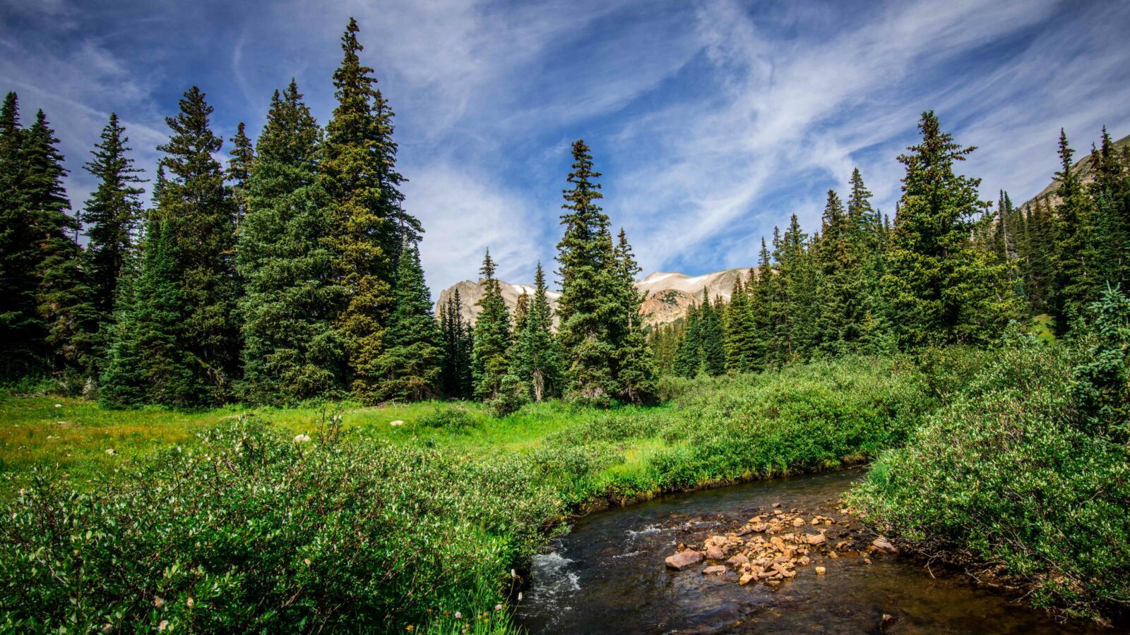 Forest park wallpapers 4k hd forest park backgrounds on wallpaperbat