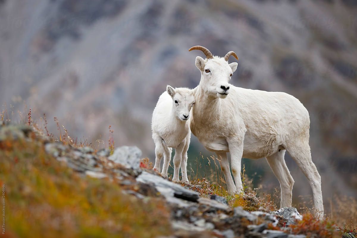 Dall Sheep Wallpapers - 4k, HD Dall Sheep Backgrounds on WallpaperBat