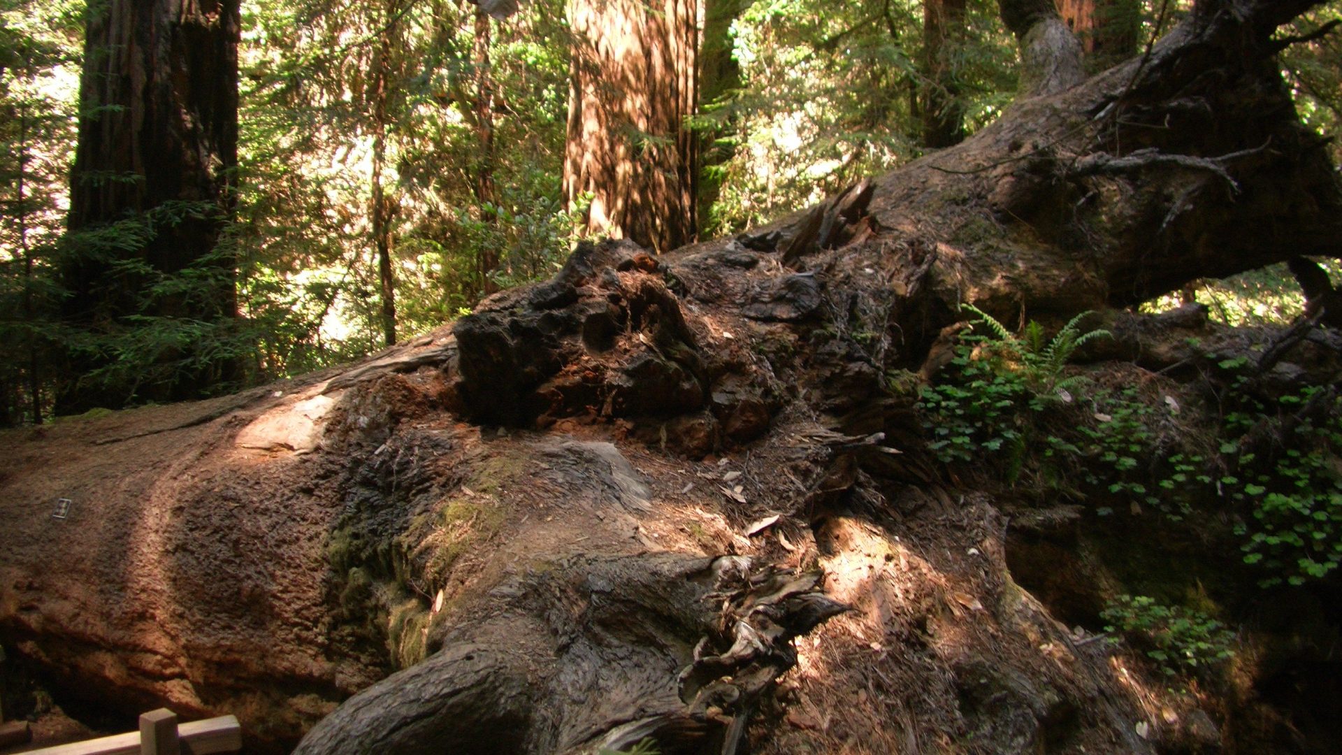 California Redwood Forest Wallpapers - 4k, HD California Redwood Forest