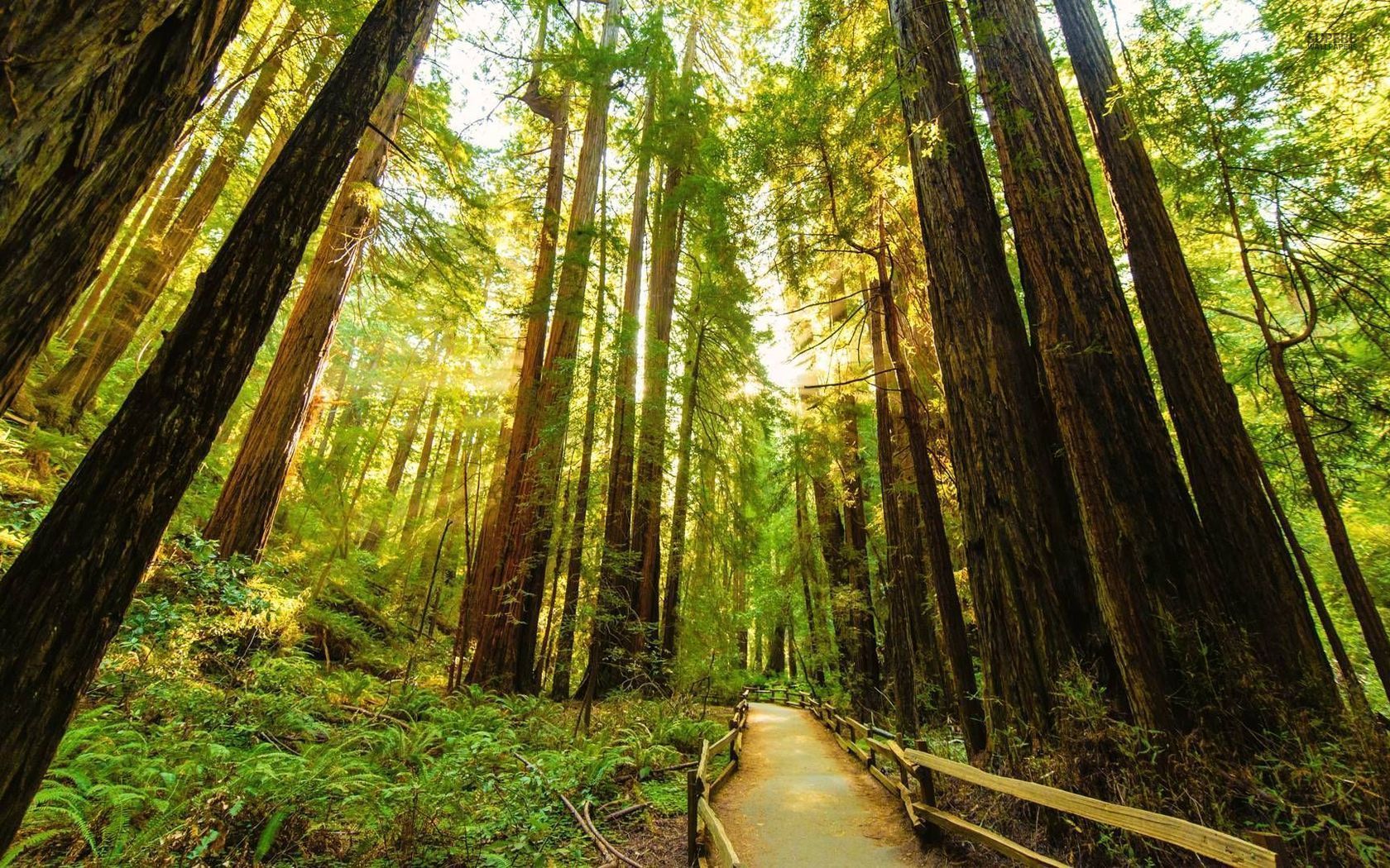 California Redwood Forest Wallpapers - 4k, HD California Redwood Forest