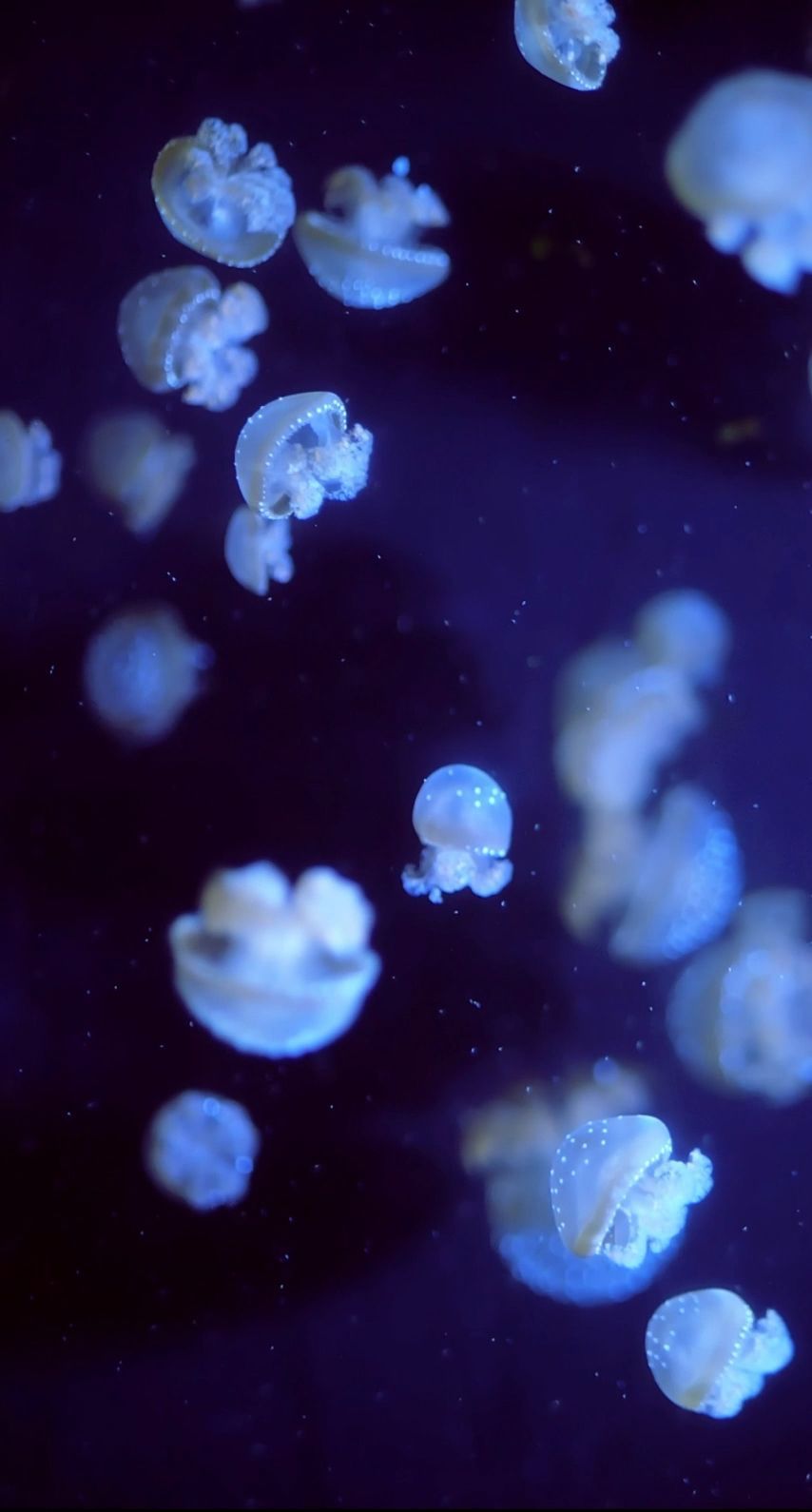 Spaceman Jellyfish Live Wallpaper 4K : 130 4k Ultra Hd Astronaut