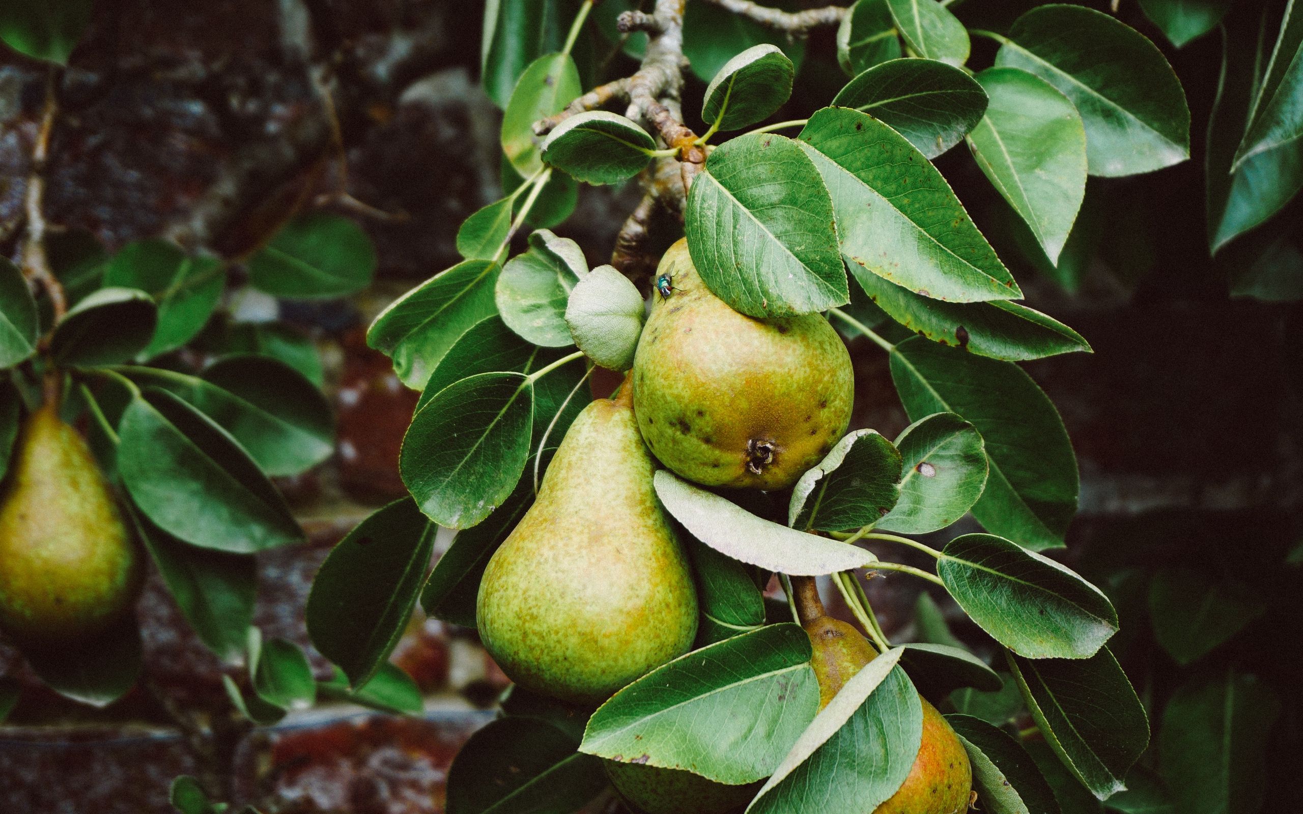 Pear Wallpapers - 4k, HD Pear Backgrounds on WallpaperBat