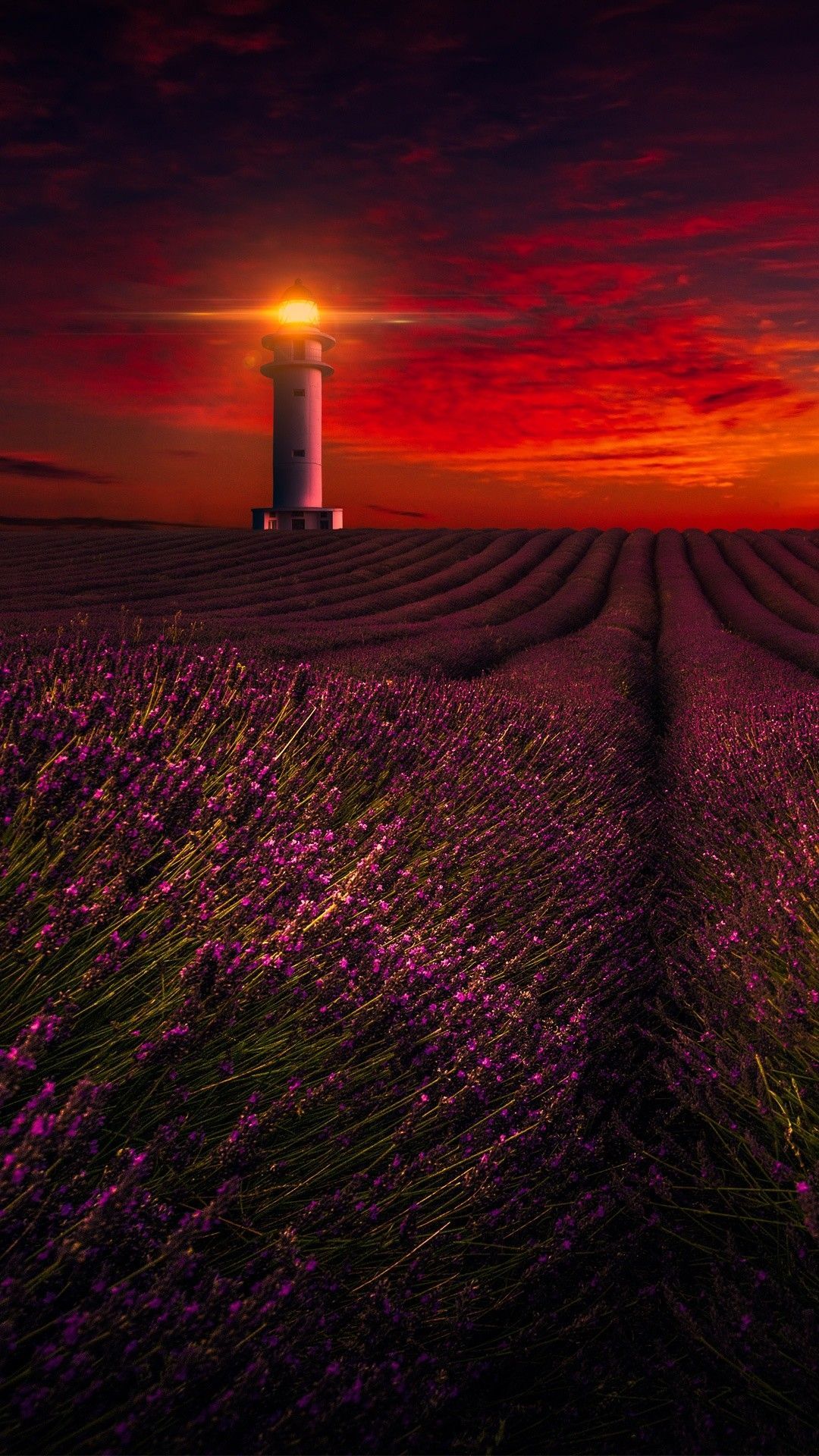 Lavender Field Sunrise Wallpapers - 4k, HD Lavender Field Sunrise
