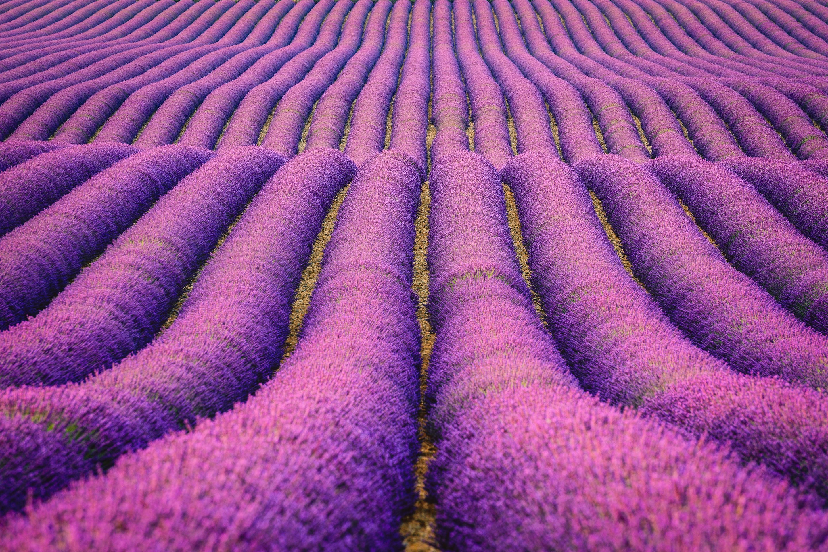 2880x1922 Wallpaper Lavender fields, Purple, Farm, HD, Nature, #13204 ... Wallpaper