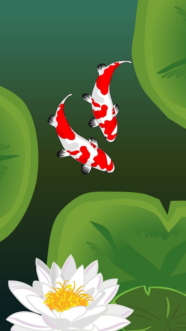 Koi Fish Wallpapers - 4k, HD Koi Fish Backgrounds on WallpaperBat