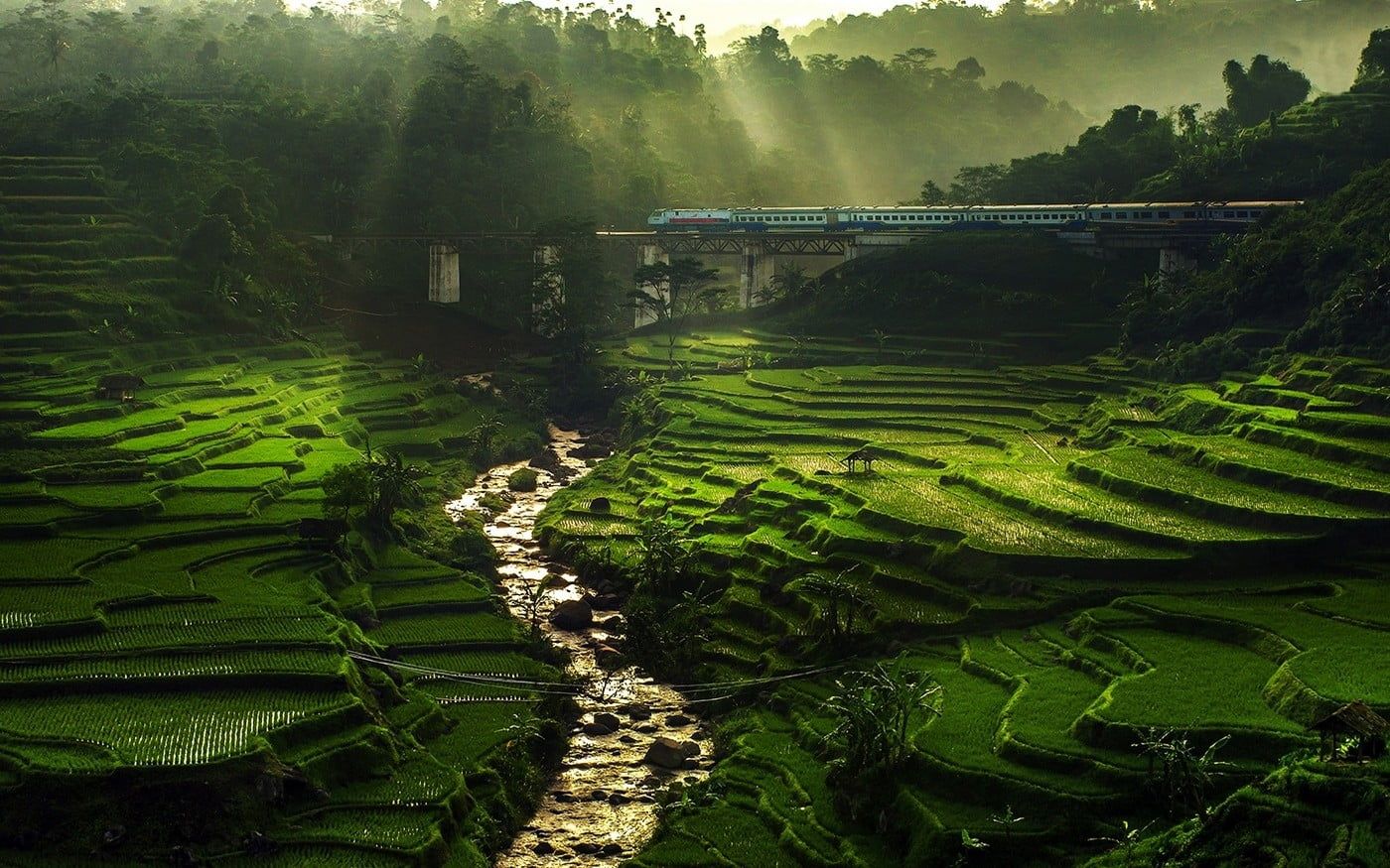 Rice Field Wallpapers - 4k, HD Rice Field Backgrounds on WallpaperBat