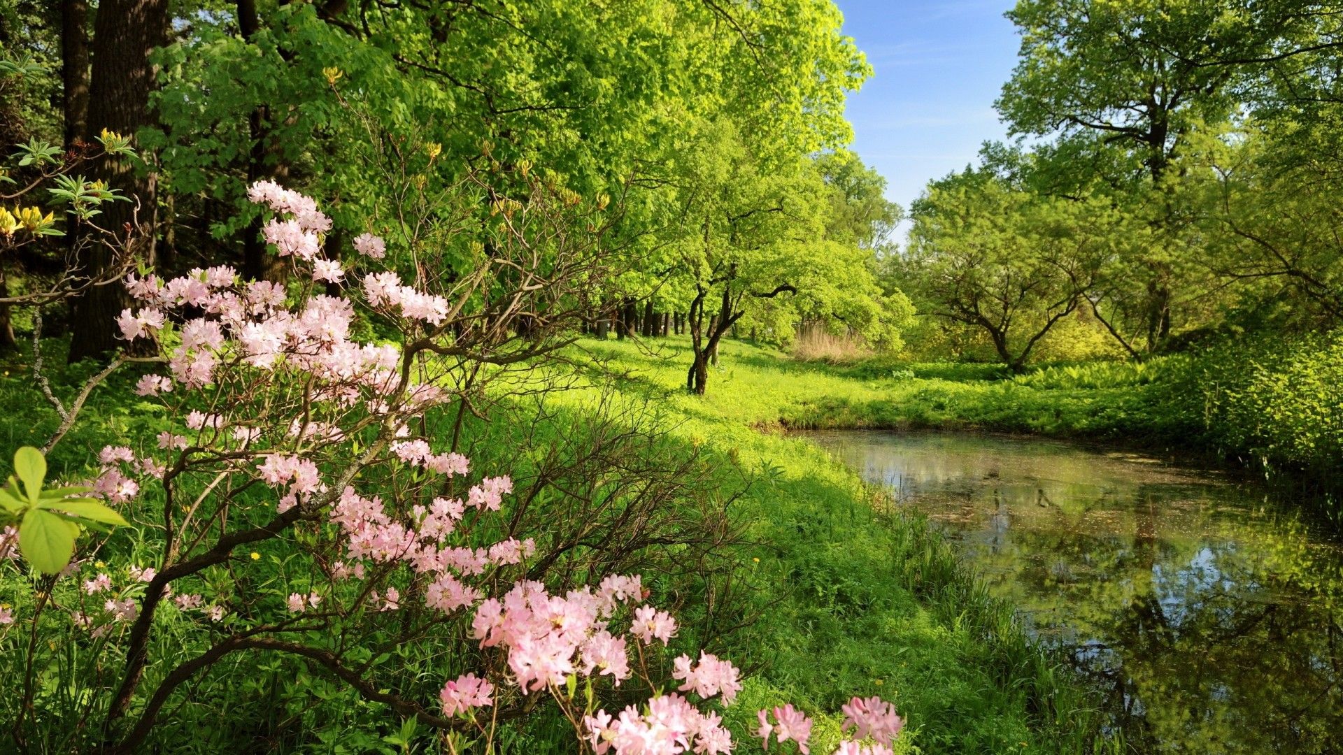 Spring Trees Wallpapers 4k Hd Spring Trees Backgrounds On Wallpaperbat