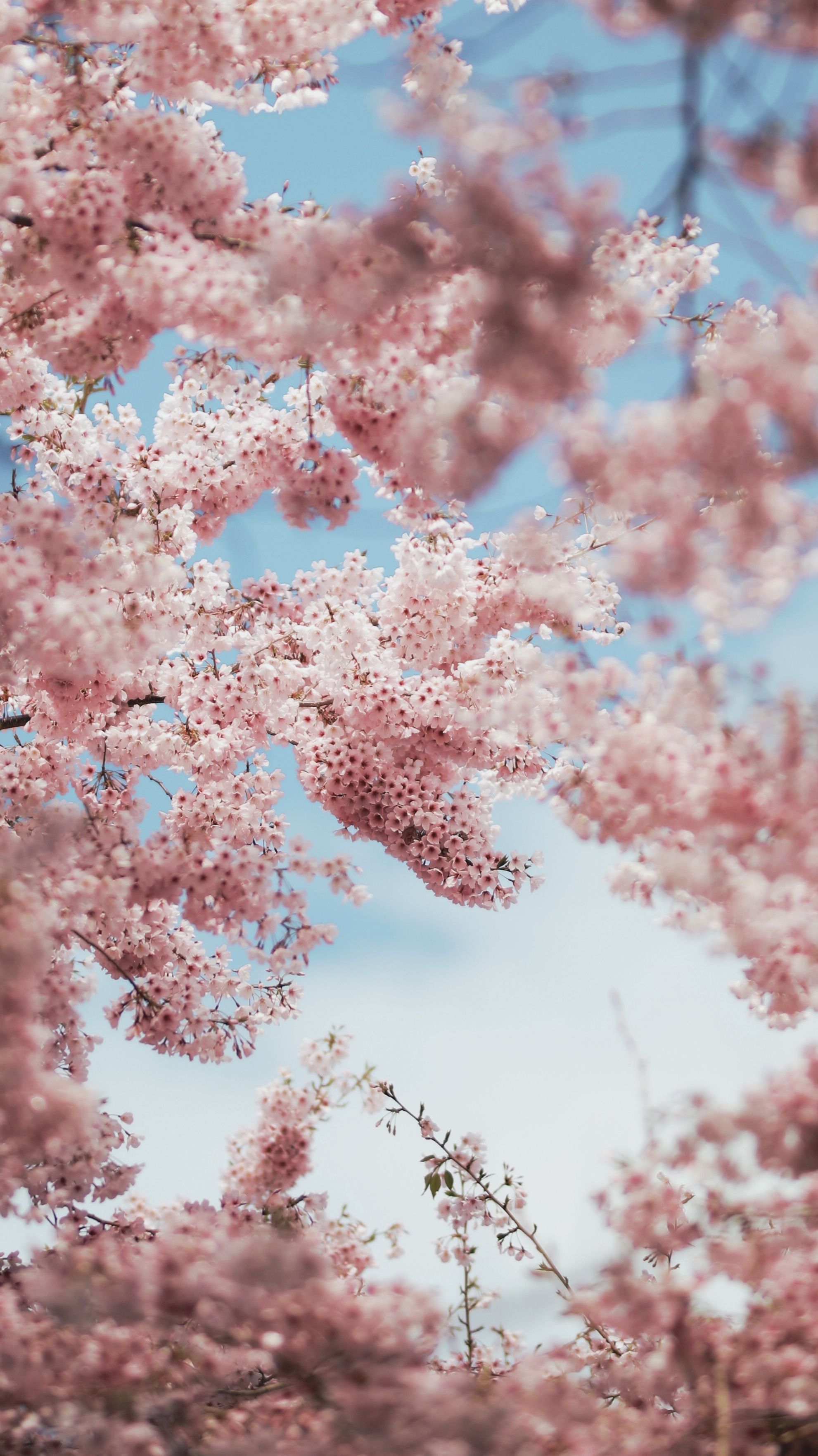 Cherry Blossom Wallpapers - 4k, HD Cherry Blossom Backgrounds on