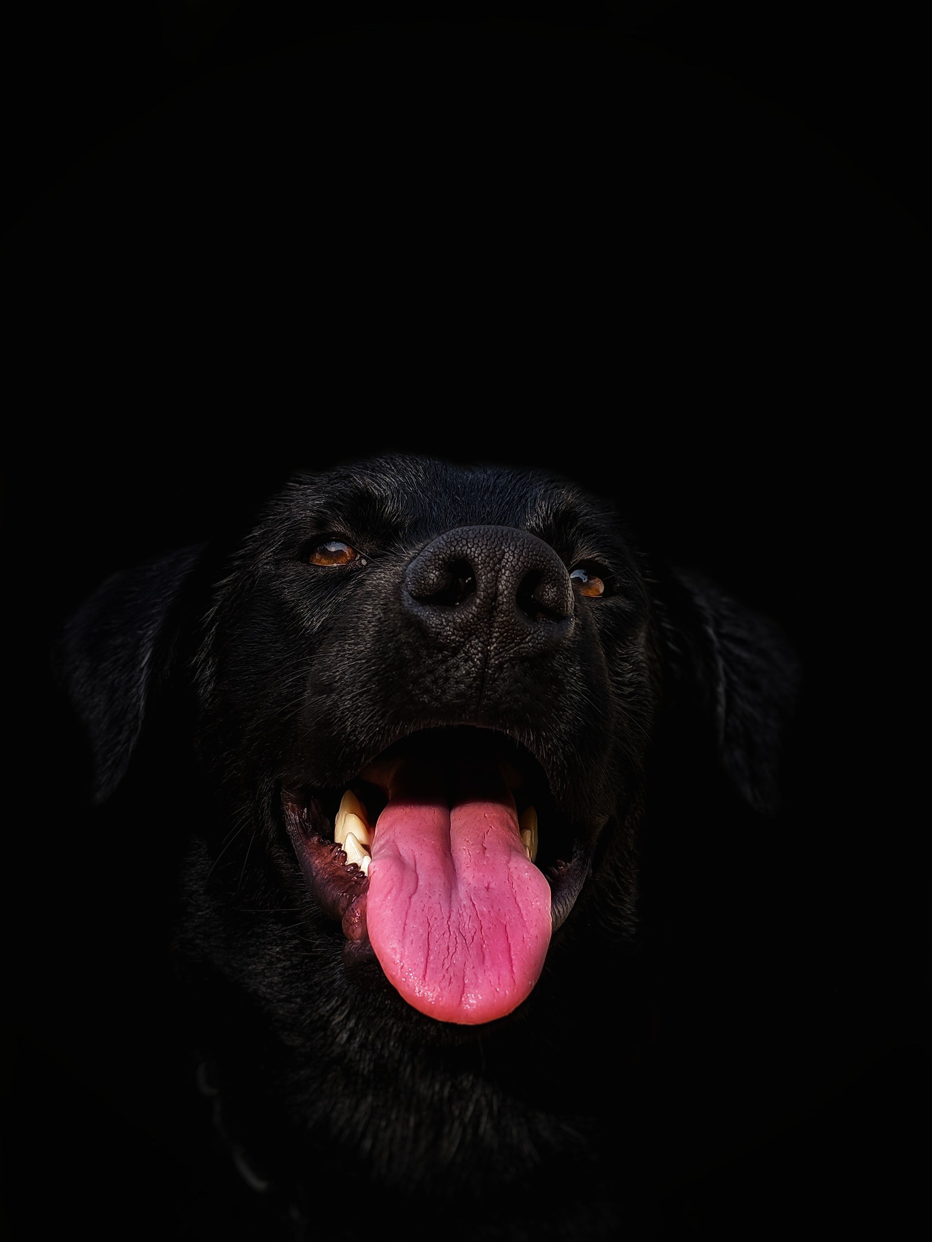 Black Dog Wallpapers - 4k, HD Black Dog Backgrounds on WallpaperBat