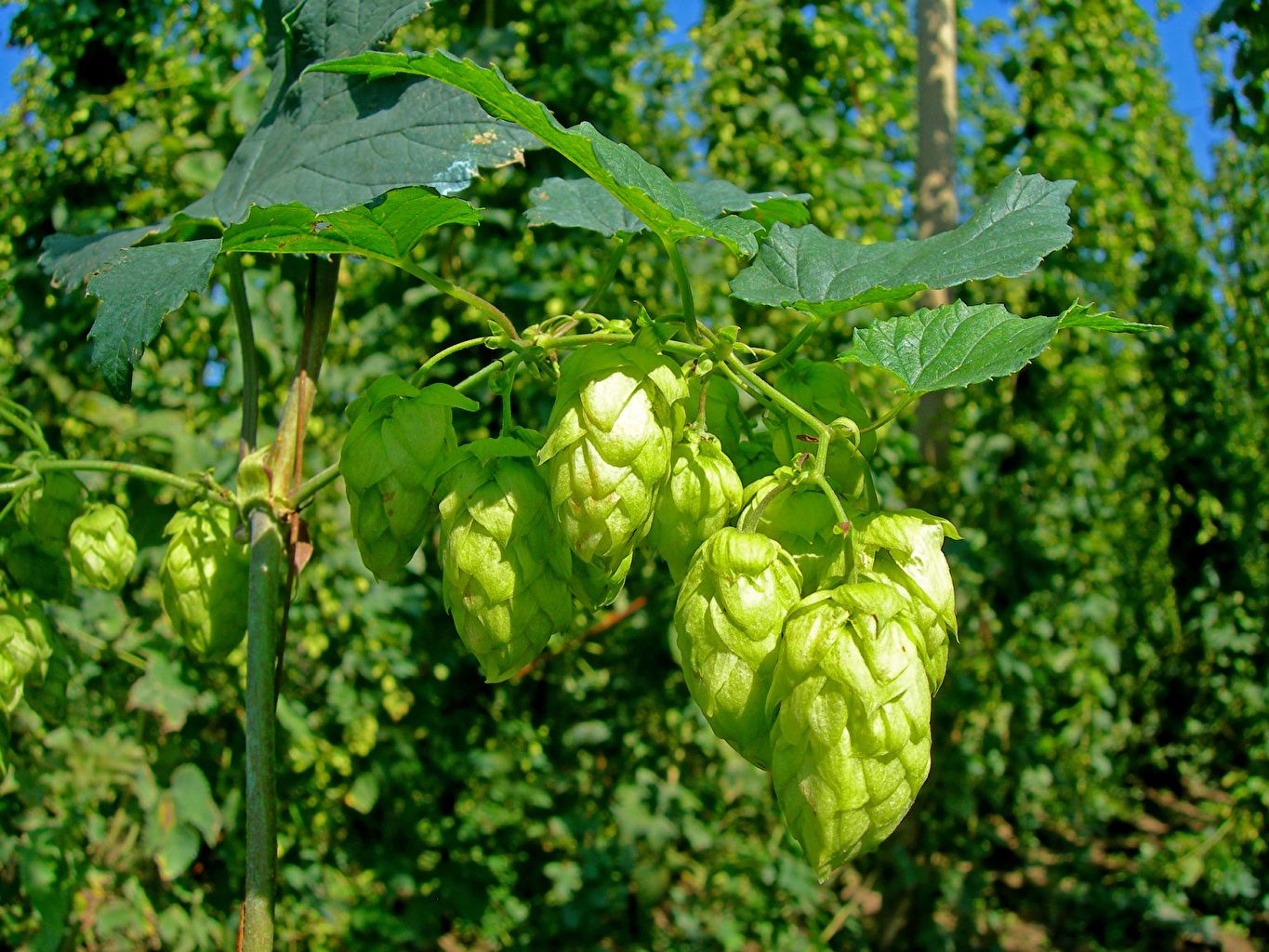 Hops Wallpapers - 4k, HD Hops Backgrounds on WallpaperBat