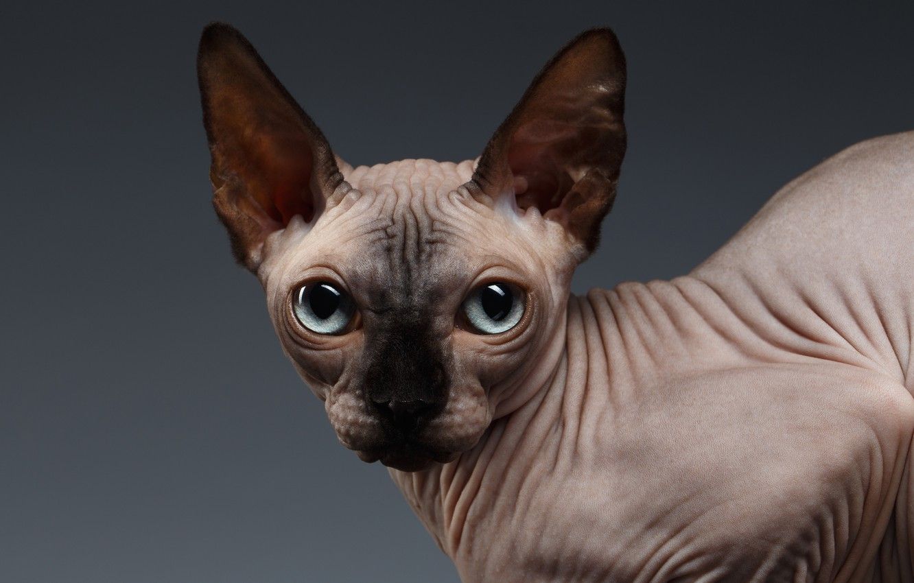 Sphynx Cat Wallpapers - 4k, HD Sphynx Cat Backgrounds on WallpaperBat