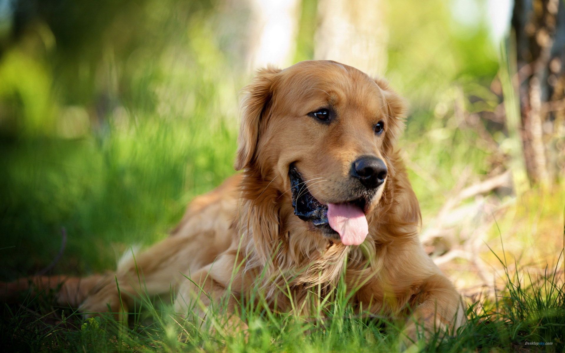 Golden Retriever Desktop Wallpapers - 4k, HD Golden Retriever Desktop