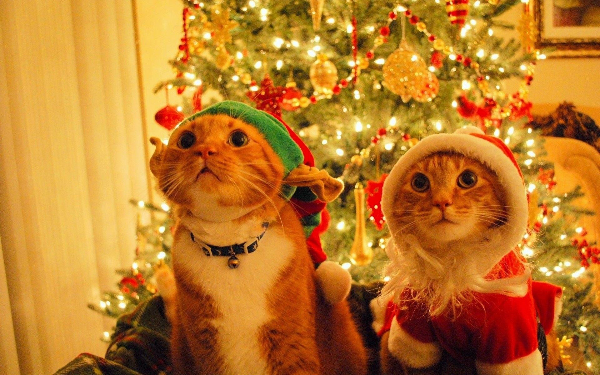 Christmas Cat Computer Wallpapers - 4k, HD Christmas Cat Computer ...