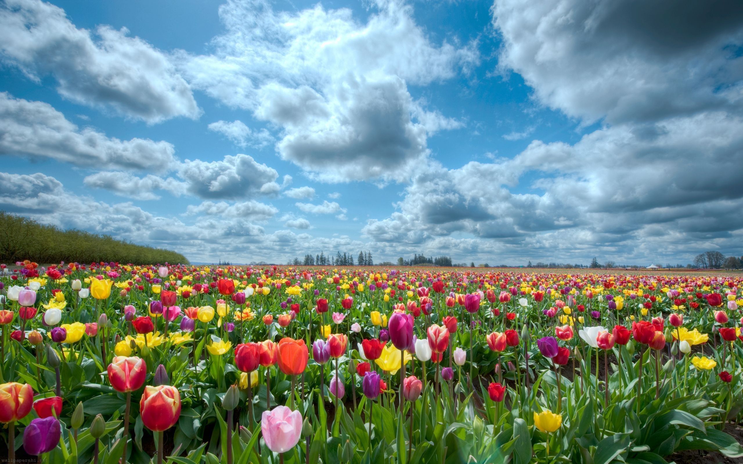 Spring Flower Field Wallpapers 4k Hd Spring Flower Field Backgrounds On Wallpaperbat 1358