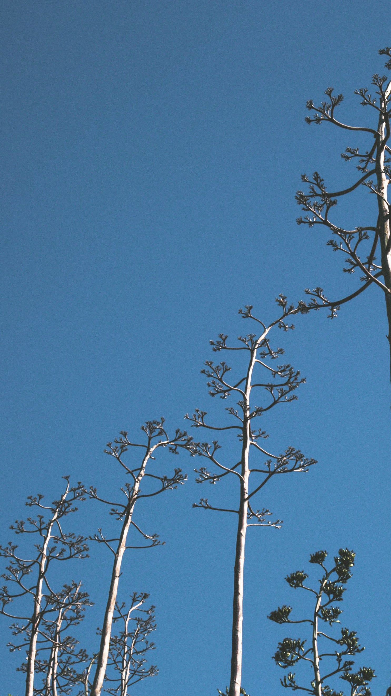 1485x2640 Picture of Trees Standing Tall With Blue Sky iPhone Wallpaper — Free Stock  Photo Wallpaper