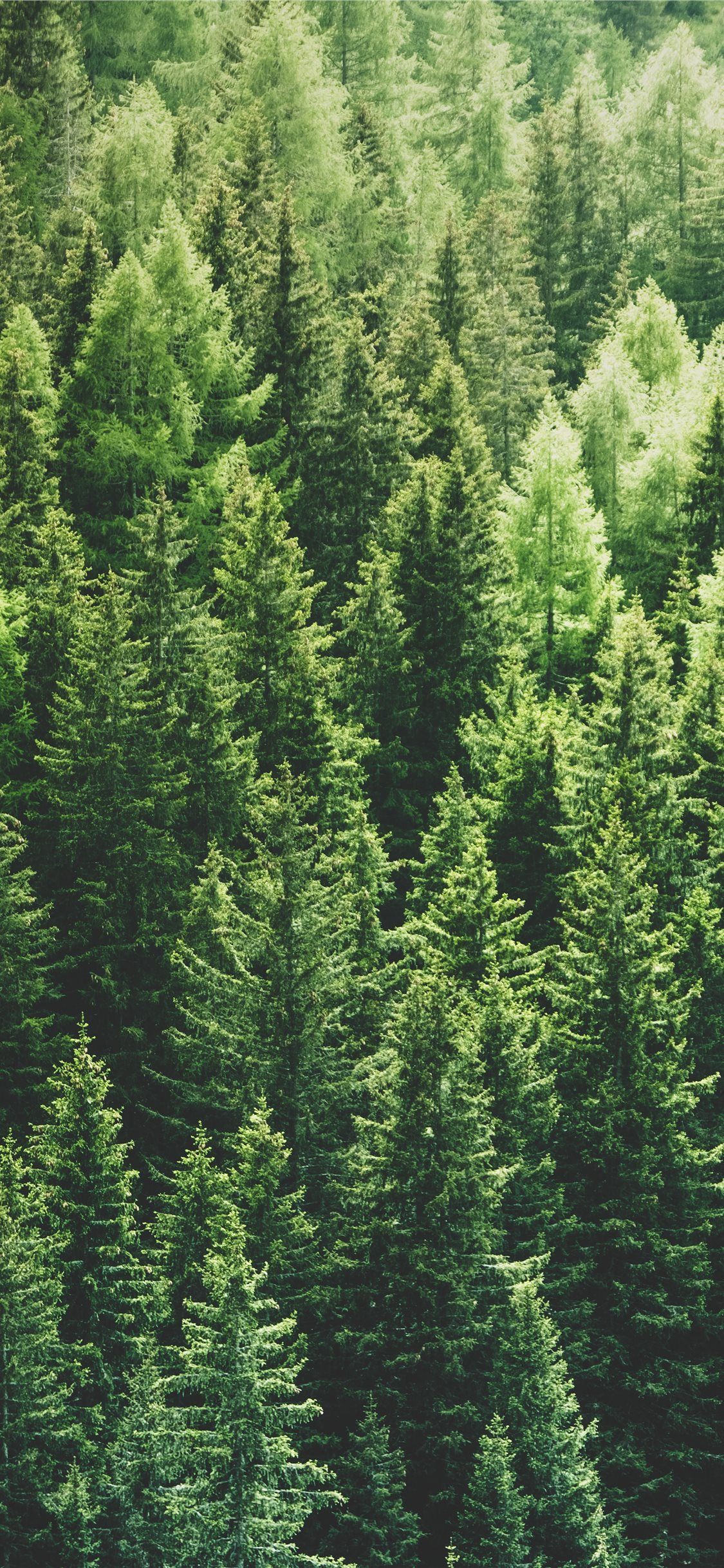 1125x2436 green pine trees in forrest | Tree hd wallpaper, Tree wallpaper iphone,  Pine trees forest Wallpaper