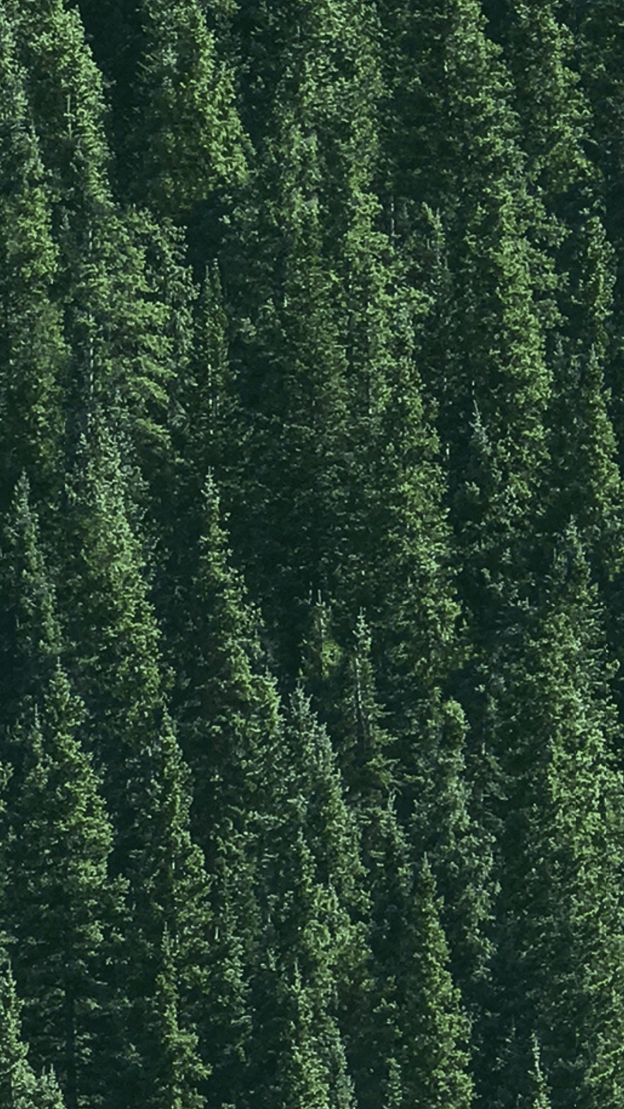 2160x3840 Green Trees iPhone Wallpaper Wallpaper