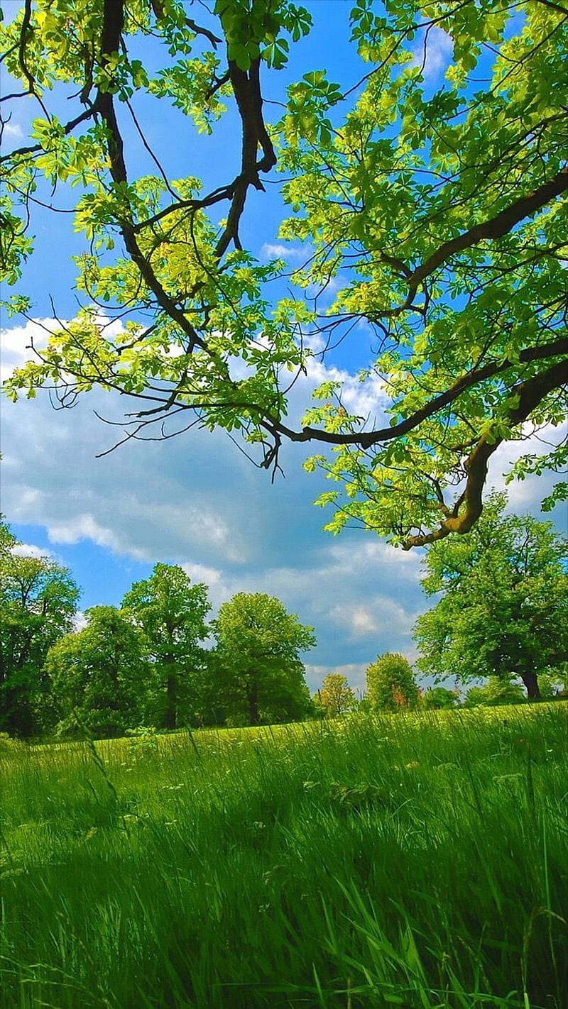 800x1422 Nature, branches, clouda, grass, green, sky, trees, HD phone wallpaper |  Peakpx Wallpaper