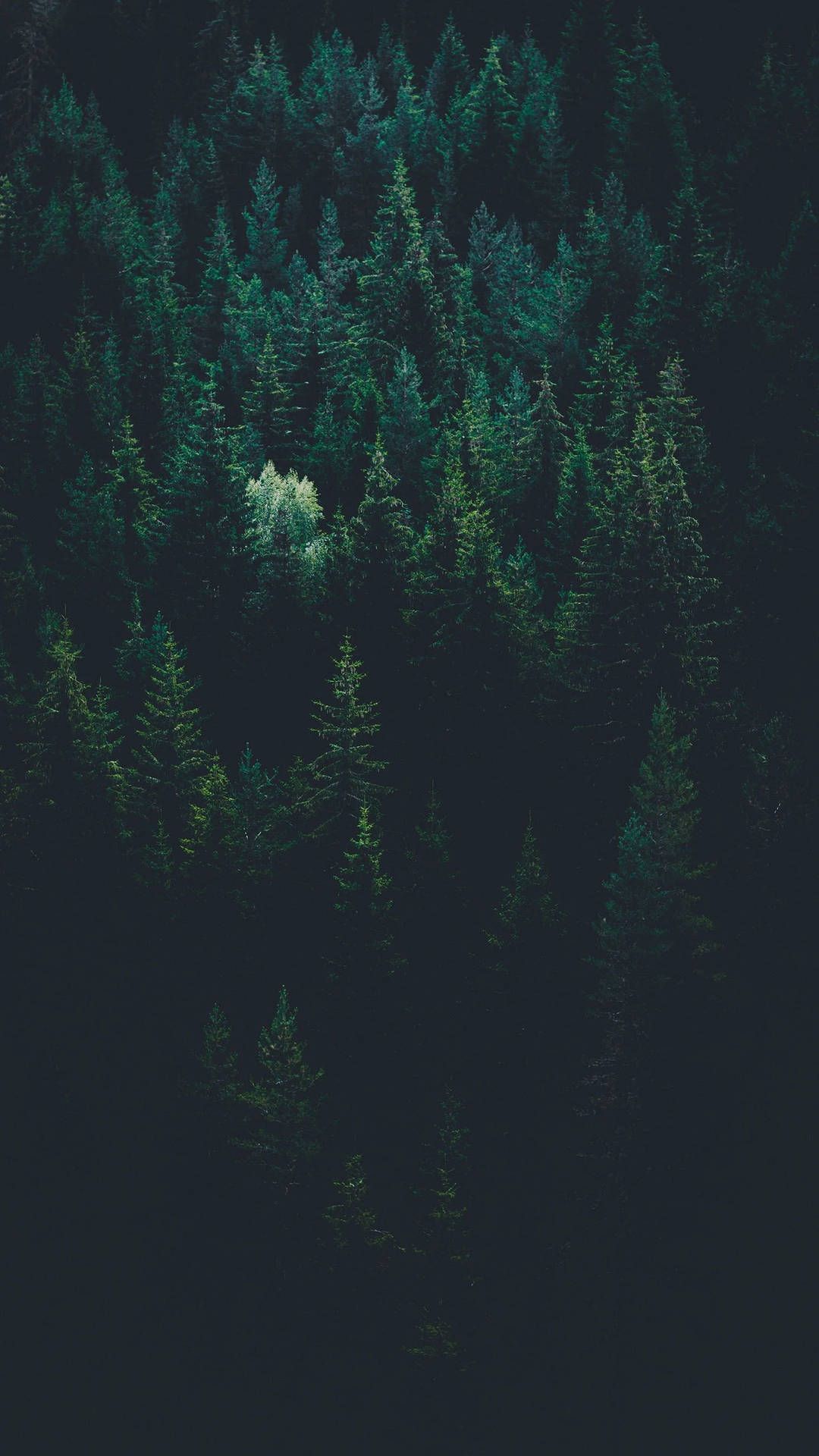 1080x1920 Download Tree Line In A Forest Green iPhone Wallpaper | Wallpapers.com Wallpaper