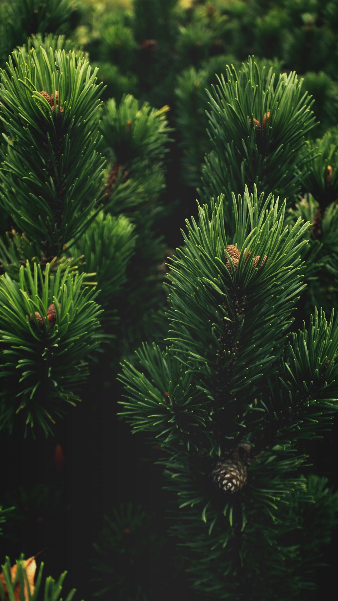 1080x1920 Tree, Pine, Green iPhone Wallpaper | iDrop News Wallpaper