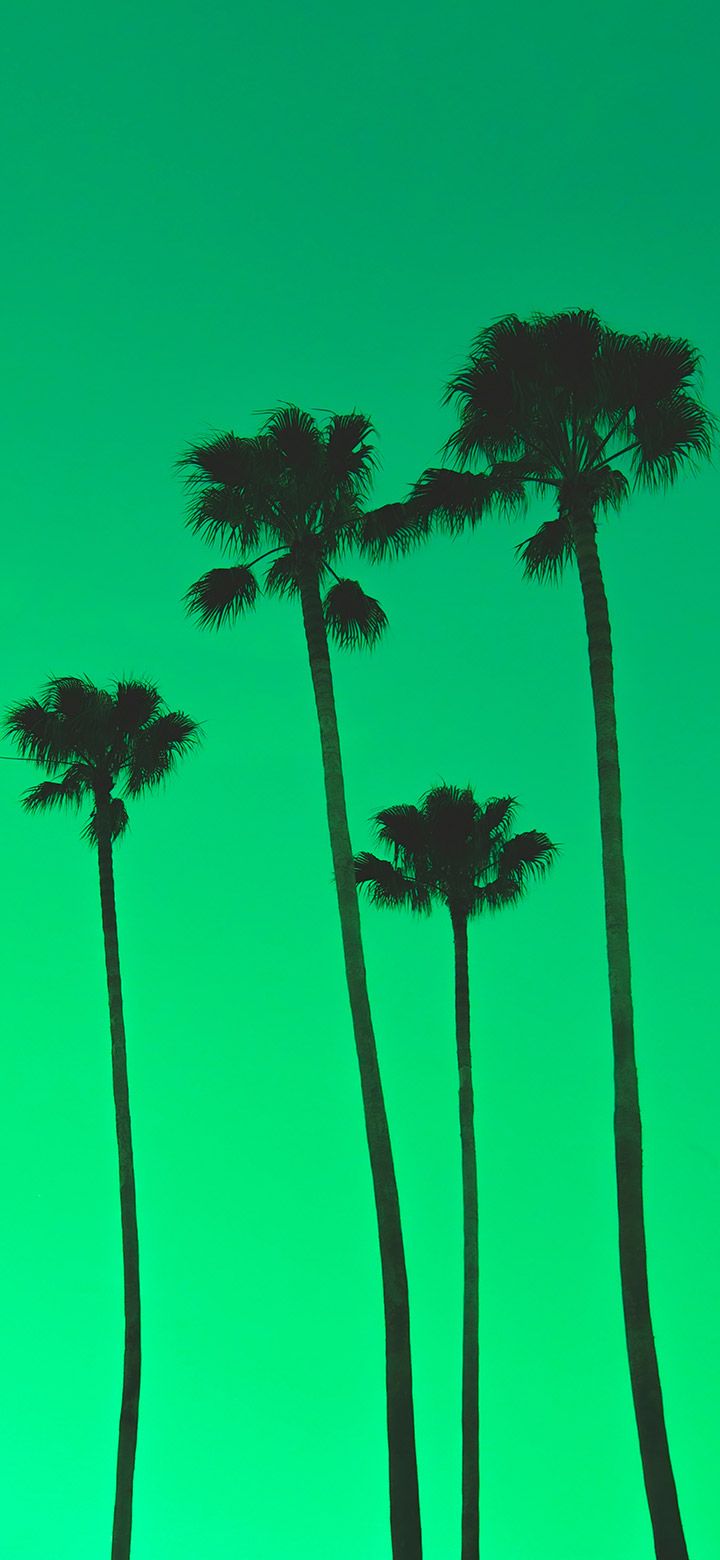 720x1560 Four Palm Trees In A Cool Green Sky 4K Phone Wallpaper Wallpaper