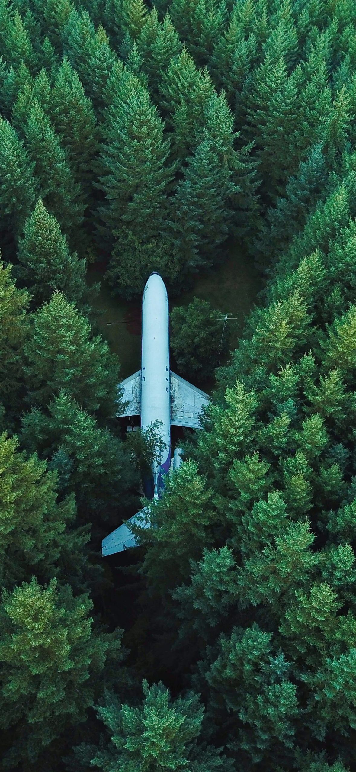 1179x2556 Airplane Wallpaper 4K, Green Trees, Aerial view, Forest Wallpaper