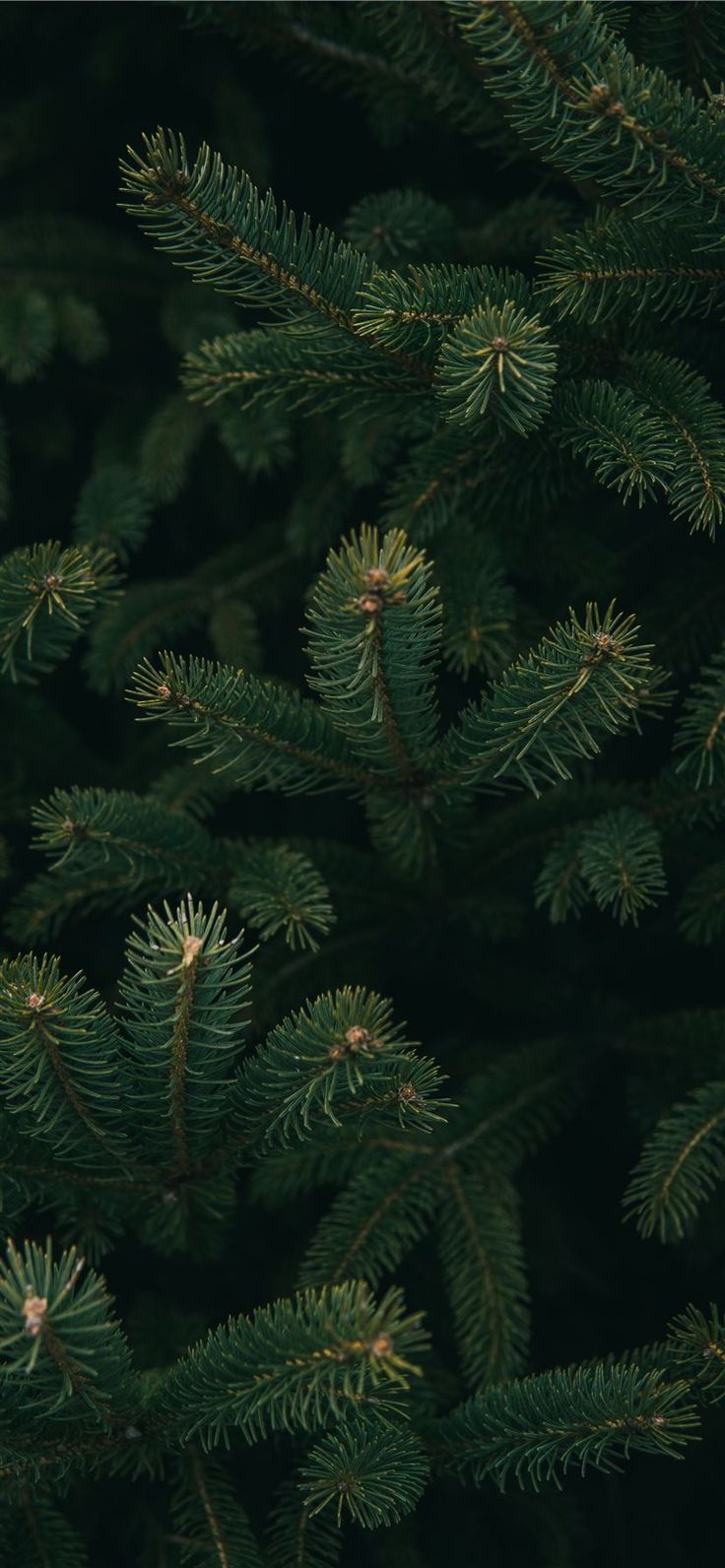 736x1592 Free download the close up photo of green Christmas tree wallpaper ,beaty  your iphone . #tr… | Tree winter wallpaper, Green christmas tree, Christmas tree  wallpaper Wallpaper