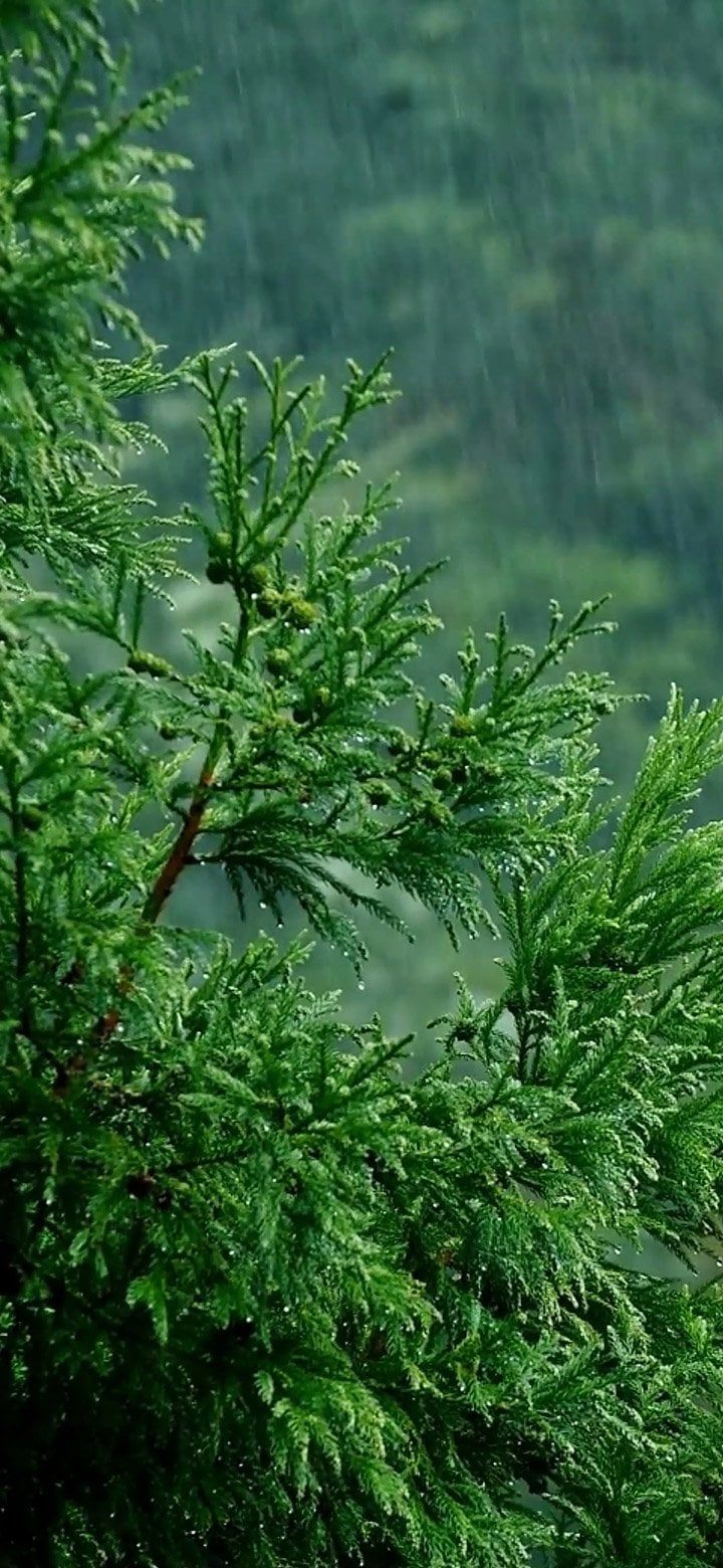 720x1560 Raindrops Fall On A Green Pine Tree - Live Wallpaper : r/WallpaperMax Wallpaper