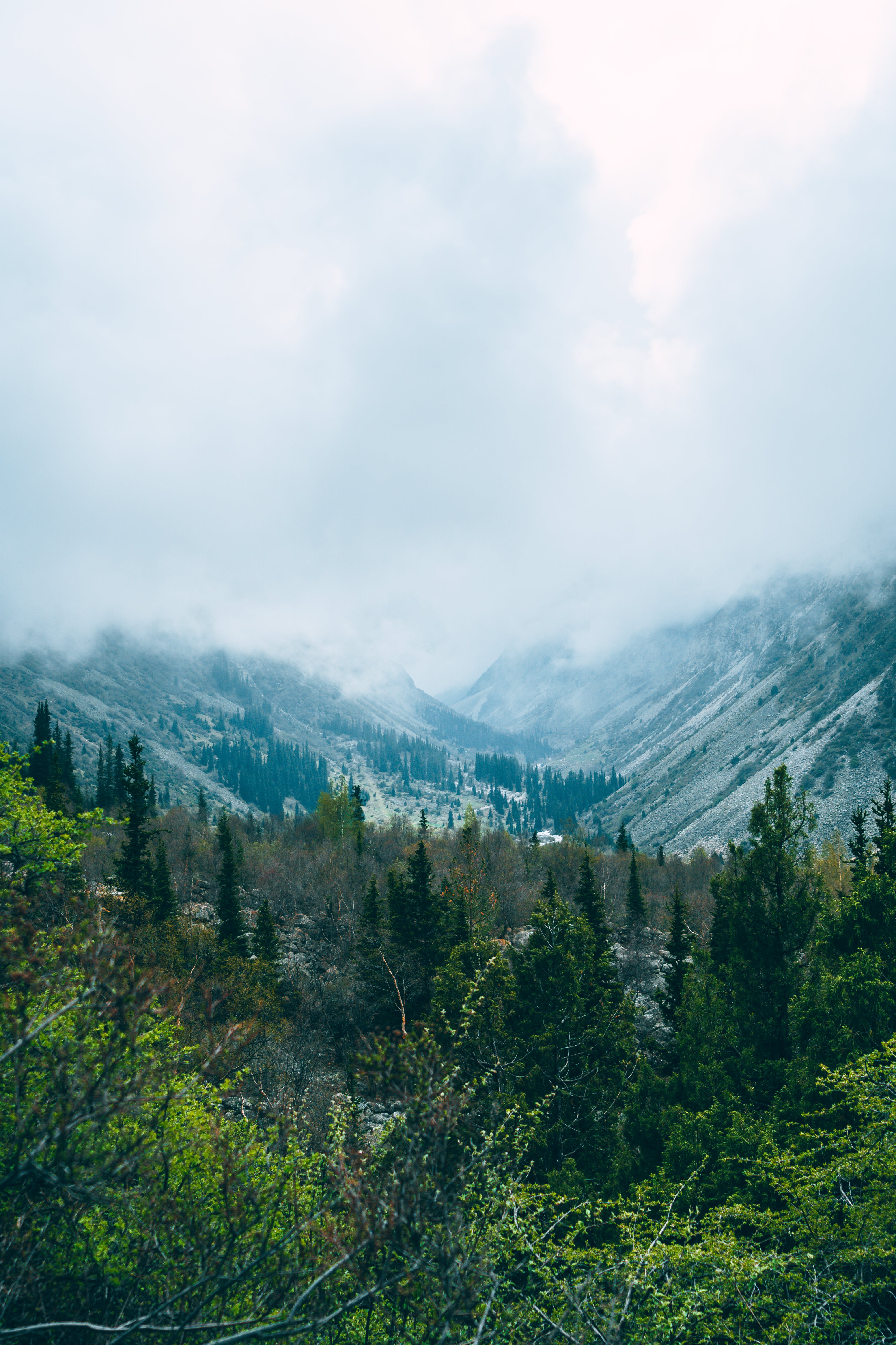 4000x6000 Green Trees on Mountain · Free Stock Photo Wallpaper