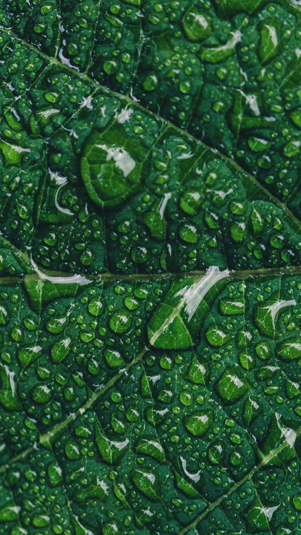 1242x2208 iPhone6papers.com | iPhone 6 wallpaper | ny89-green-leaf-rain-nature-tree Wallpaper