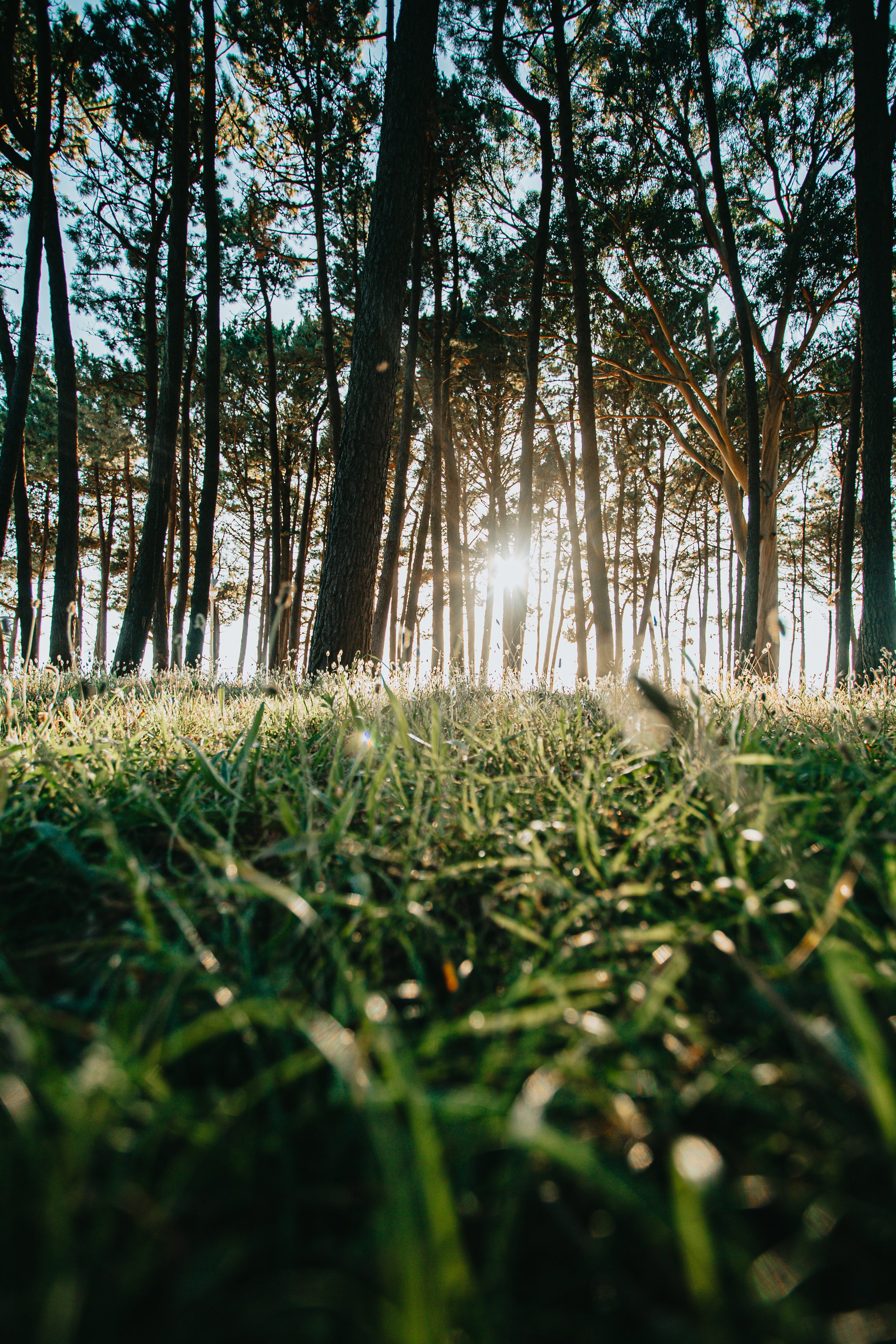 3387x5080 Green Tree Forest · Free Stock Photo Wallpaper