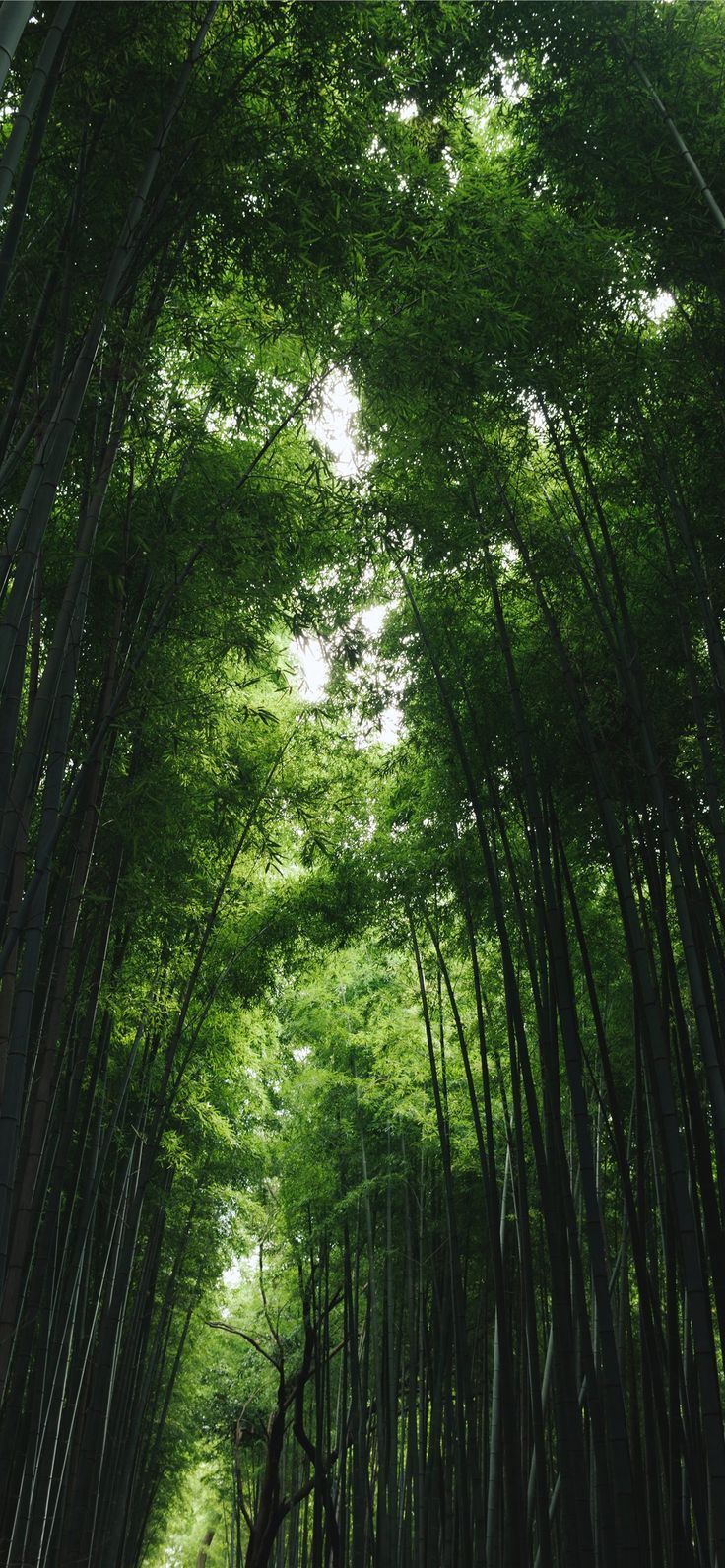 736x1592 bamboo grass shed iPhone 11 Wallpapers in 2023 | Forest wallpaper iphone, Tree  wallpaper iphone, Pretty landscapes Wallpaper