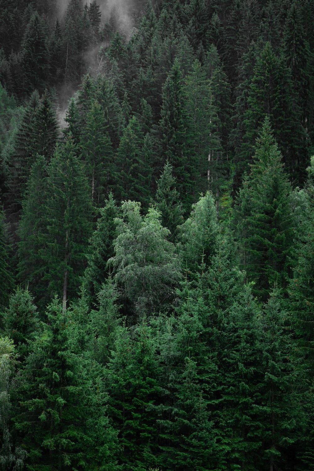 1000x1500 Green pine trees during daytime photo – Free Grey Image on Unsplash Wallpaper