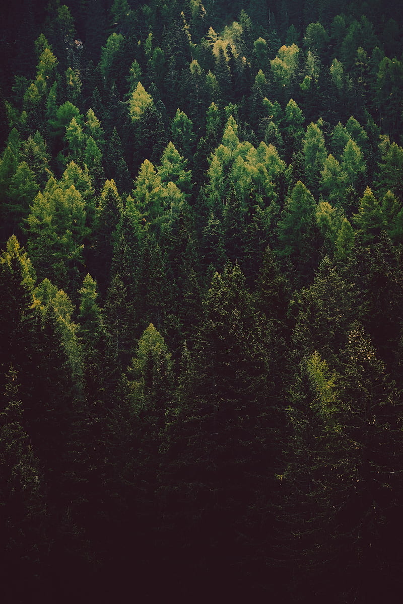 800x1200 Forest, trees, pines, green, coniferous, HD phone wallpaper | Peakpx Wallpaper