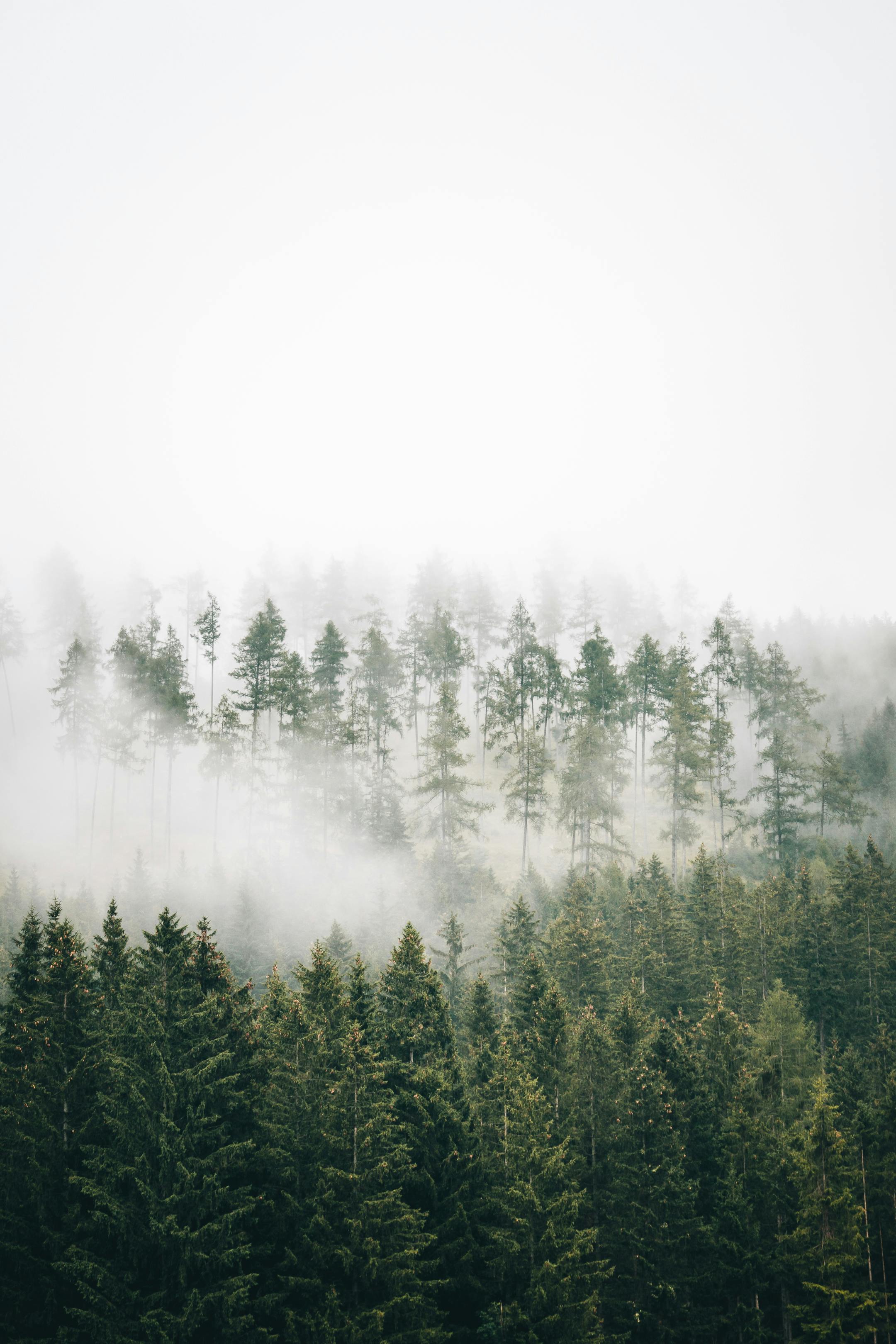 2160x3240 Green Trees in the Forest with Fog · Free Stock Photo Wallpaper