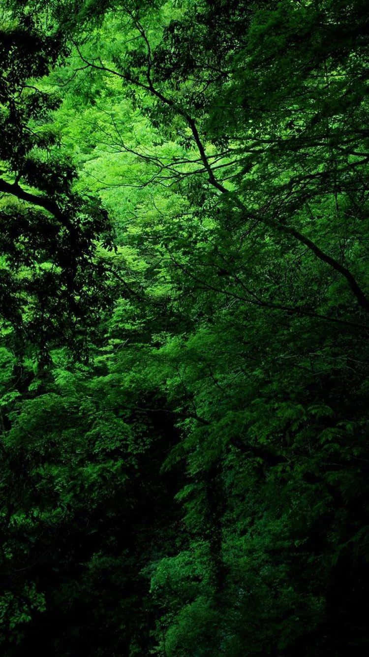 750x1334 Download Green Forest Wallpapers Hd Wallpaper | Wallpapers.com Wallpaper