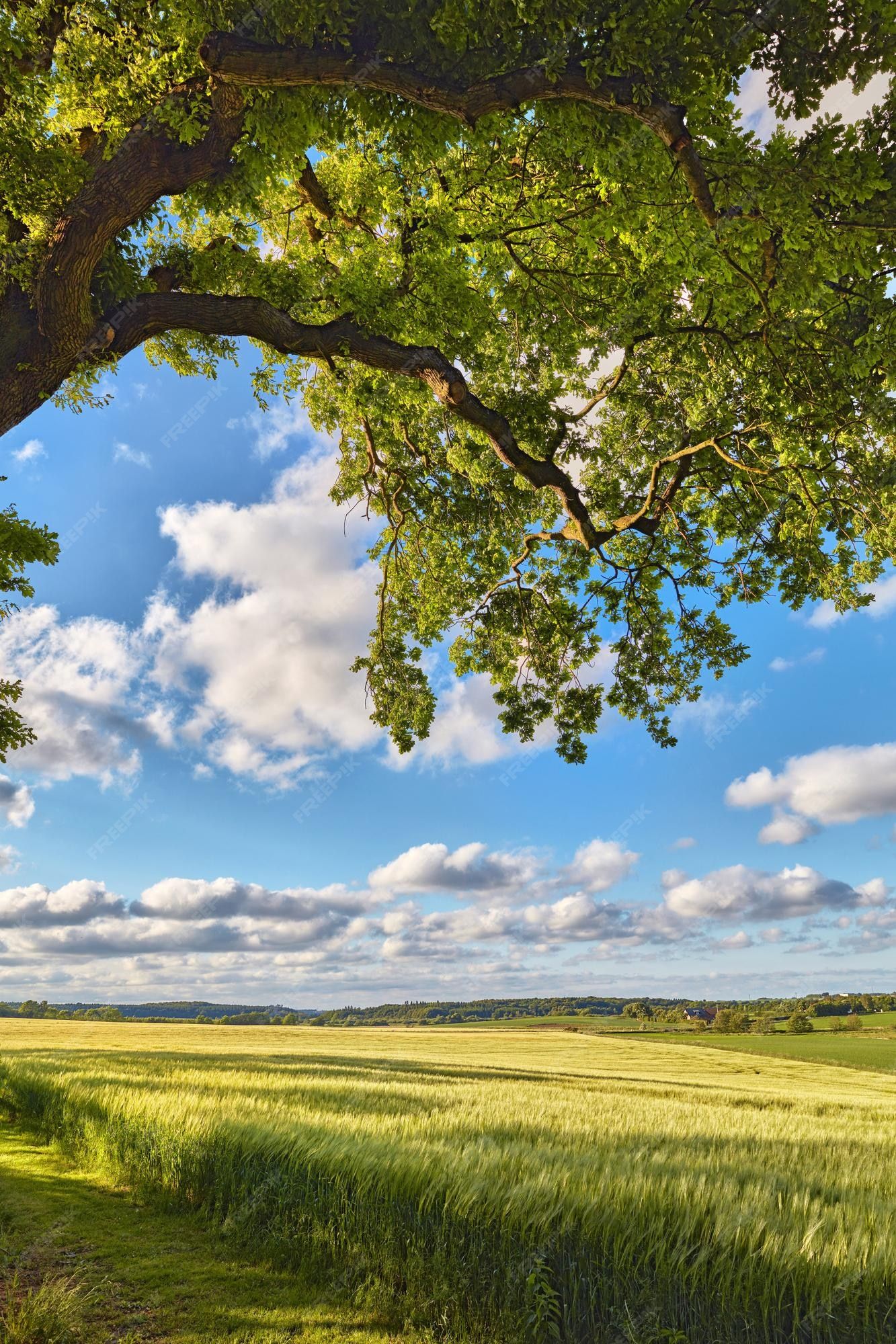 1333x2000 Premium Photo | Green tree in a clearing on a blue cloudy sky shade from  the leaves and branches of a big tree in an open nature park on a beautiful  sunny Wallpaper