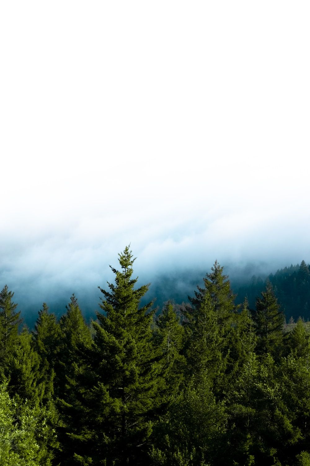 1000x1500 Green pine tree photo – Free Tamalpais Image on Unsplash Wallpaper