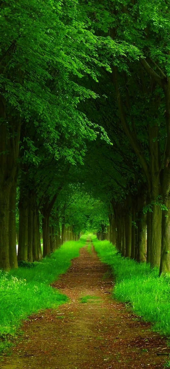 720x1560 Dirt Path and Green Trees - Mobile Abyss Wallpaper